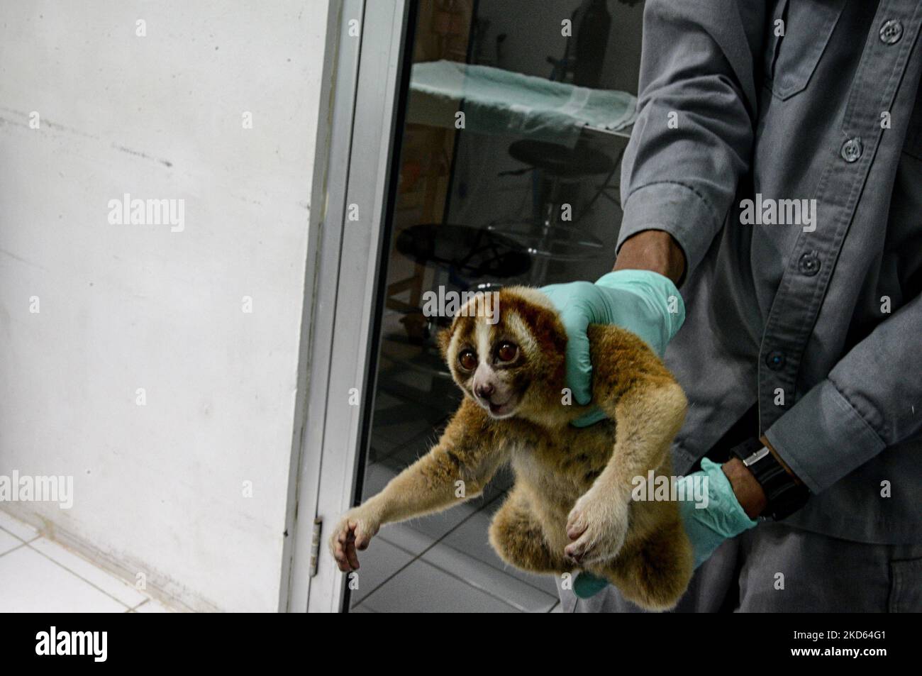 Un loris lent Javan au Centre international de réhabilitation pour le sauvetage des animaux à Bogor, à Java-Ouest, en Indonésie, sur 24 mars 2022. Le Centre de conservation des ressources naturelles (BBKSDA) West Java et International Animal Rescue (IAR) ont publié 10 loris lents Javan dans une réserve naturelle du mont Simpang. Le loris lent de Javan (Nycticebus javanicus) est l'une des espèces les plus menacées au monde. (Photo par Adriana Adie/NurPhoto) Banque D'Images