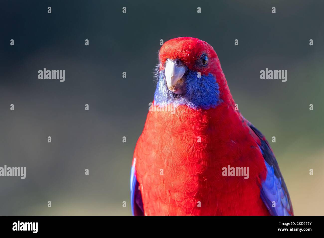 Portrait de Crimson rosella, Nouvelle-Galles du Sud, Australie Banque D'Images