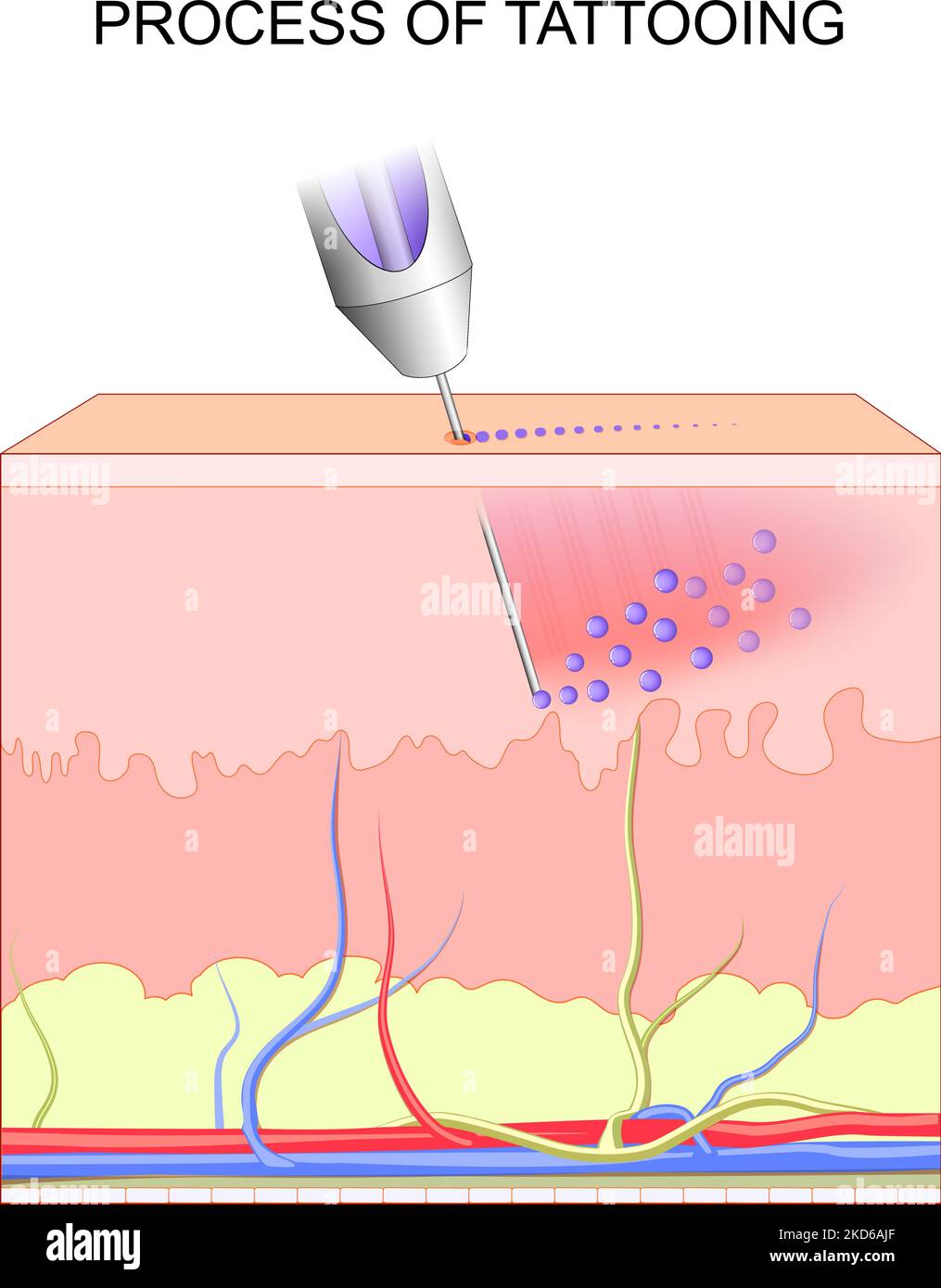 tatouage. Coupe transversale de couches d'une peau humaine. Gros plan du processus de tatouage. Pigments dans les encres de tatouage. Maquillage permanent. Poster vectoriel Illustration de Vecteur