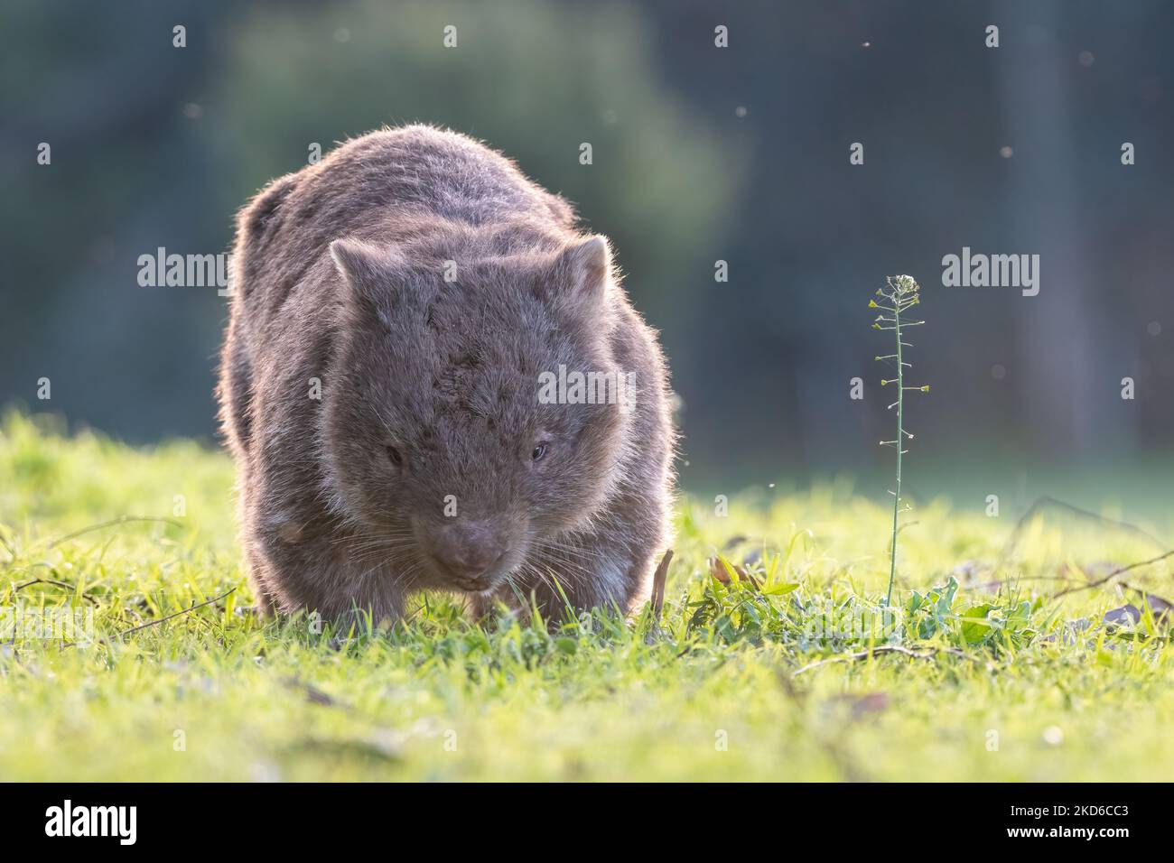 Wombat commune au coucher du soleil, Kangaroo Valley, Nouvelle-Galles du Sud Banque D'Images