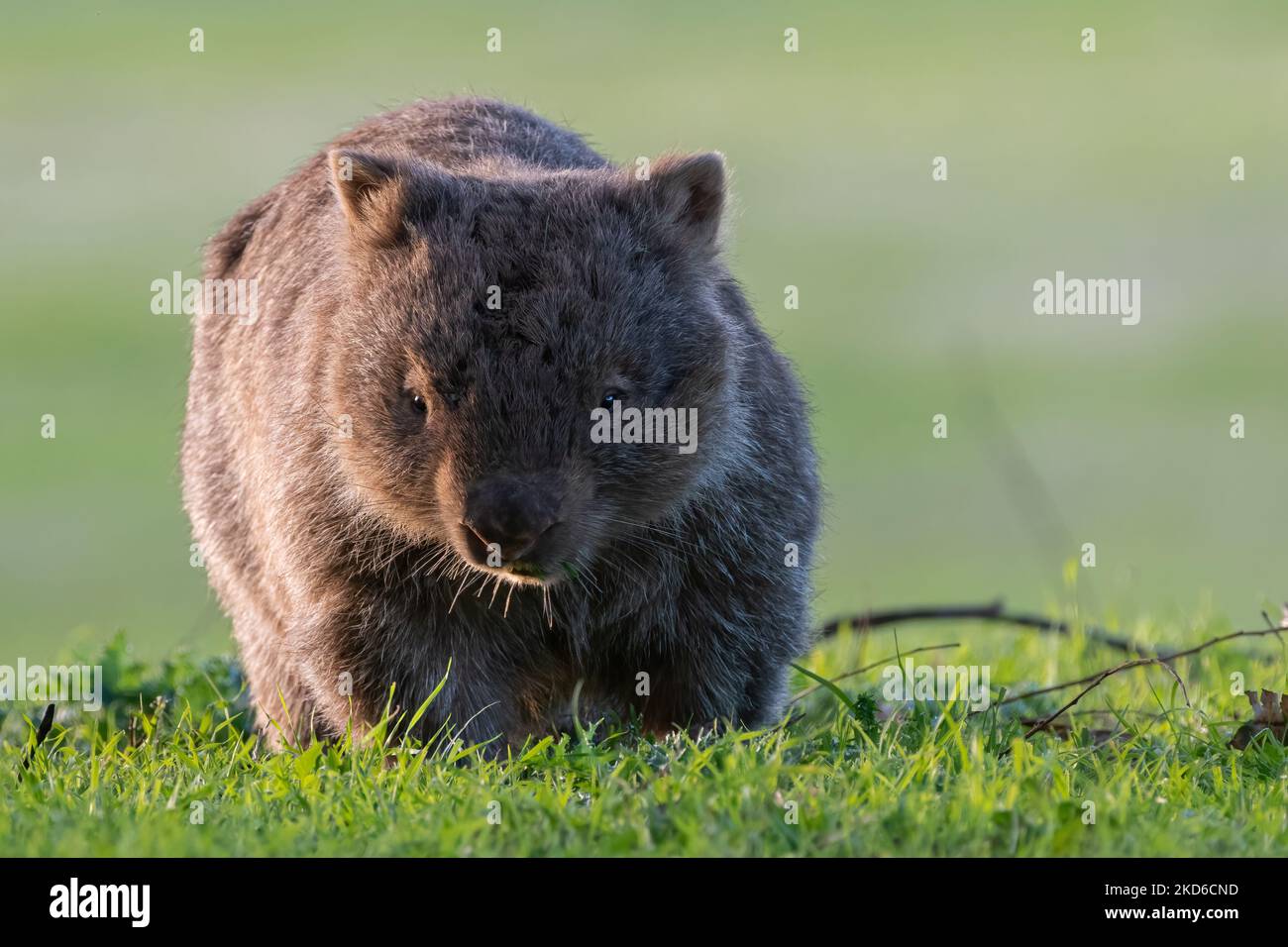 Wombat commune au coucher du soleil, Kangaroo Valley, Nouvelle-Galles du Sud Banque D'Images