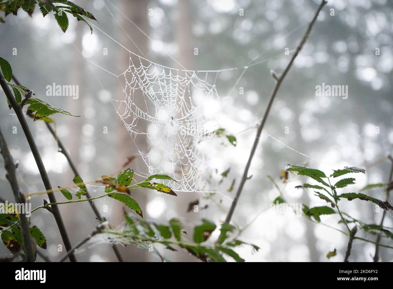 Une toile d'araignée sur les branches de la forêt brumeuse. Pays-Bas. Banque D'Images