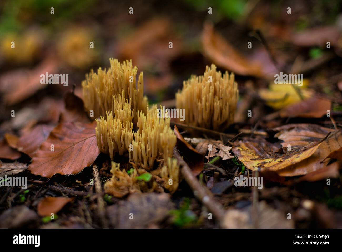 La vue de haut-angle de Ramaria stricta croissant entre les feuilles d'automne Banque D'Images