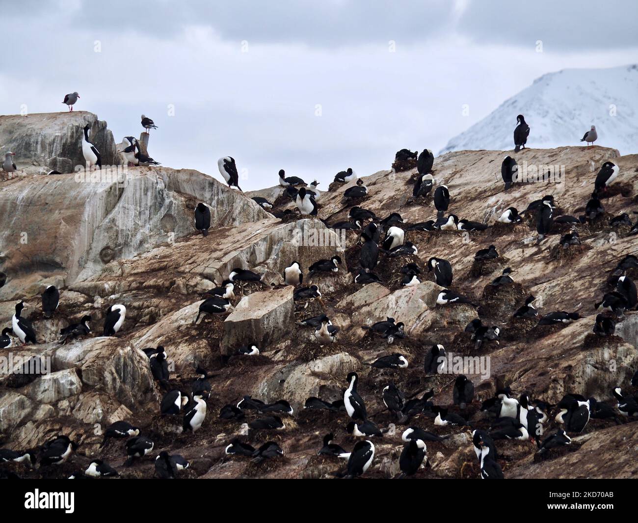 Un groupe de comorants se tenant sur une île rocheuse dans le canal Beagle, Ushuaia, Argentine Banque D'Images