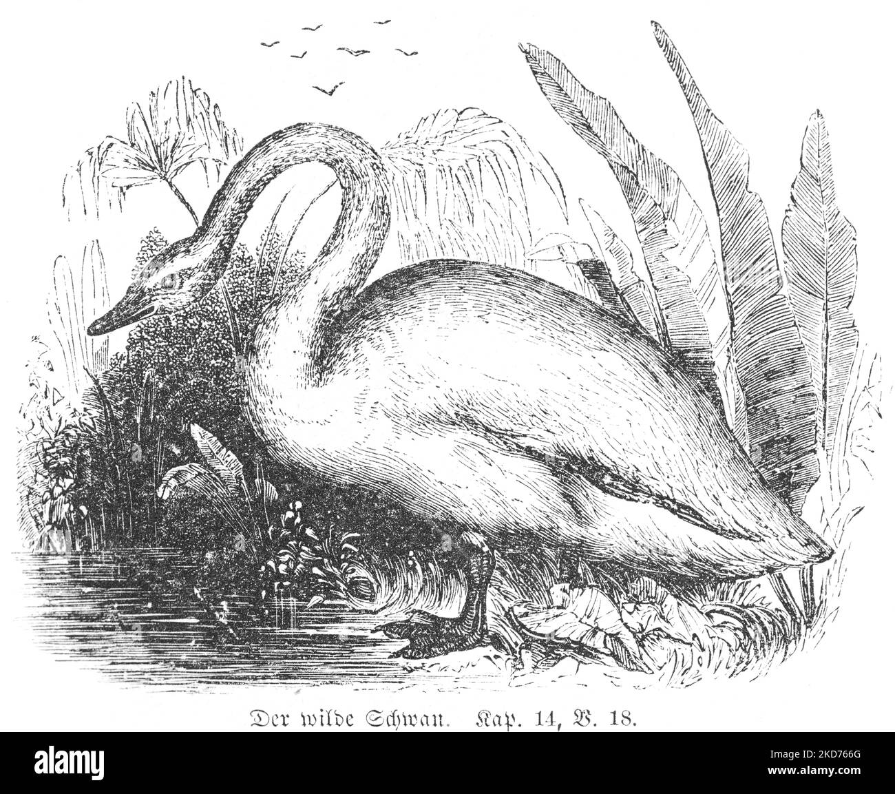 Le cygne sauvage, bible, ancien Testament, Mose du Cinquième Livre, Chapitre 14 , verset 18, Banque D'Images