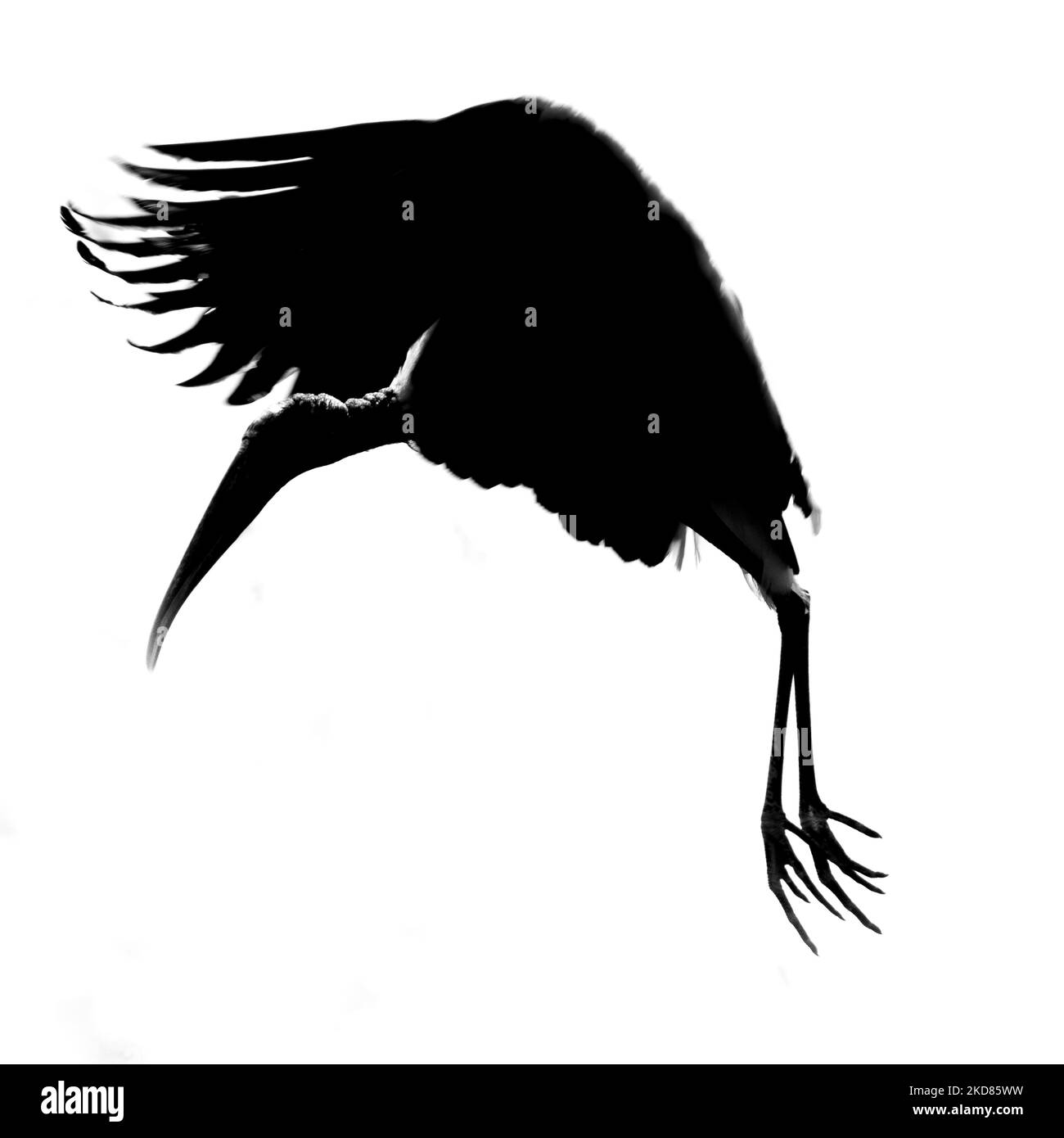 La cigogne à bois (Mycteria americana) est la seule espèce indigène de cigogne en Amérique du Nord qui réside presque complètement en Floride et est une espèce en voie de disparition. La population du sud-est des États-Unis aurait plus de 150 000 à la fois, mais au début de 1990s, probablement pas beaucoup plus de 10 000. La destruction de l'habitat et la perturbation du débit d'eau dans le sud de la Floride ont été les principales causes de déclin. La population reproductrice de l'extrême sud de la Floride a fortement diminué depuis 1970s (photo de George Wilson/NurPhoto) Banque D'Images