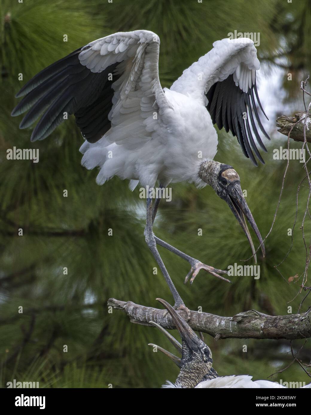 La cigogne à bois (Mycteria americana) est la seule espèce indigène de cigogne en Amérique du Nord qui réside presque complètement en Floride et est une espèce en voie de disparition. La population du sud-est des États-Unis aurait plus de 150 000 à la fois, mais au début de 1990s, probablement pas beaucoup plus de 10 000. La destruction de l'habitat et la perturbation du débit d'eau dans le sud de la Floride ont été les principales causes de déclin. La population reproductrice de l'extrême sud de la Floride a fortement diminué depuis 1970s (photo de George Wilson/NurPhoto) Banque D'Images