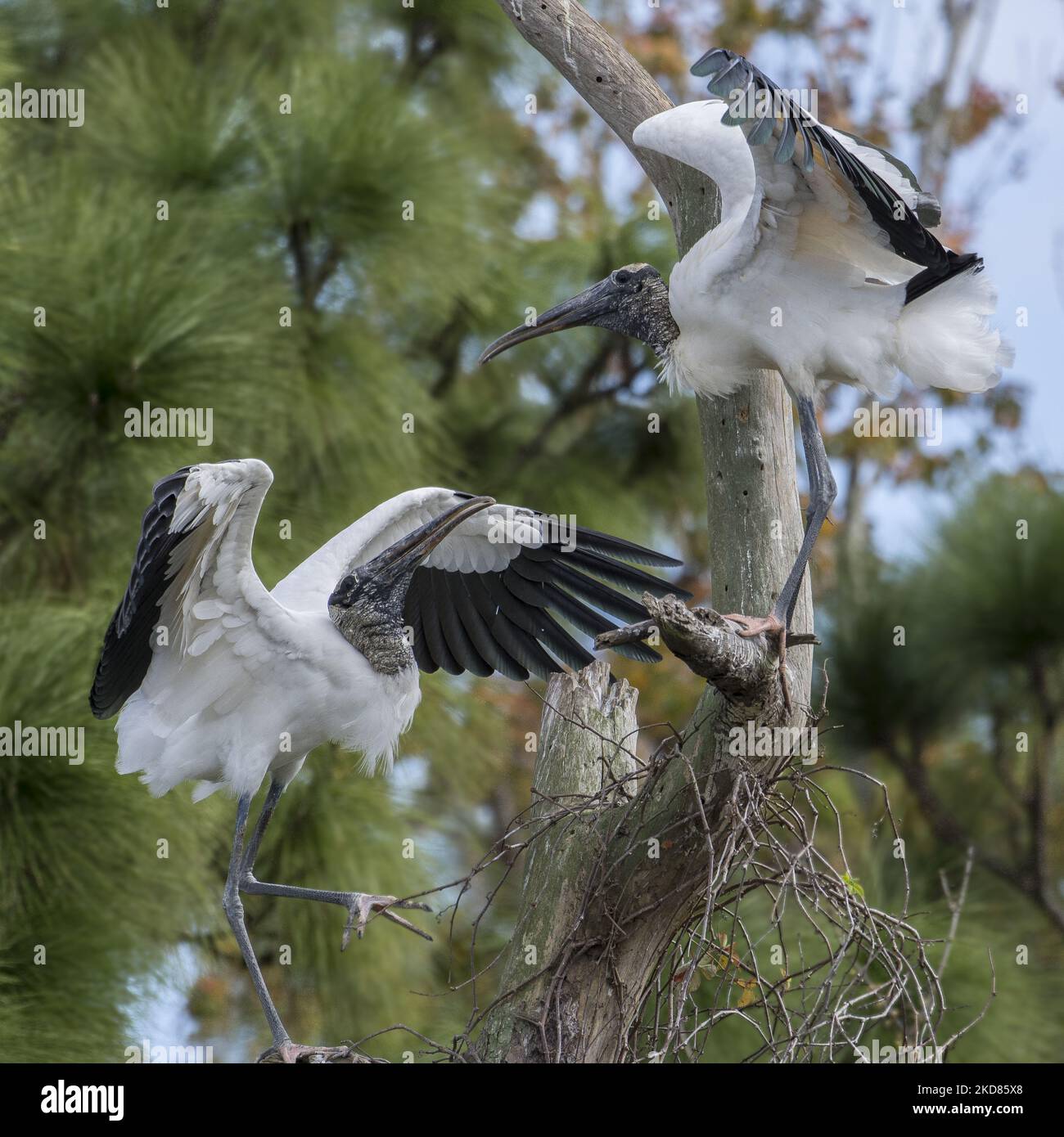 La cigogne à bois (Mycteria americana) est la seule espèce indigène de cigogne en Amérique du Nord qui réside presque complètement en Floride et est une espèce en voie de disparition. La population du sud-est des États-Unis aurait plus de 150 000 à la fois, mais au début de 1990s, probablement pas beaucoup plus de 10 000. La destruction de l'habitat et la perturbation du débit d'eau dans le sud de la Floride ont été les principales causes de déclin. La population reproductrice de l'extrême sud de la Floride a fortement diminué depuis 1970s (photo de George Wilson/NurPhoto) Banque D'Images