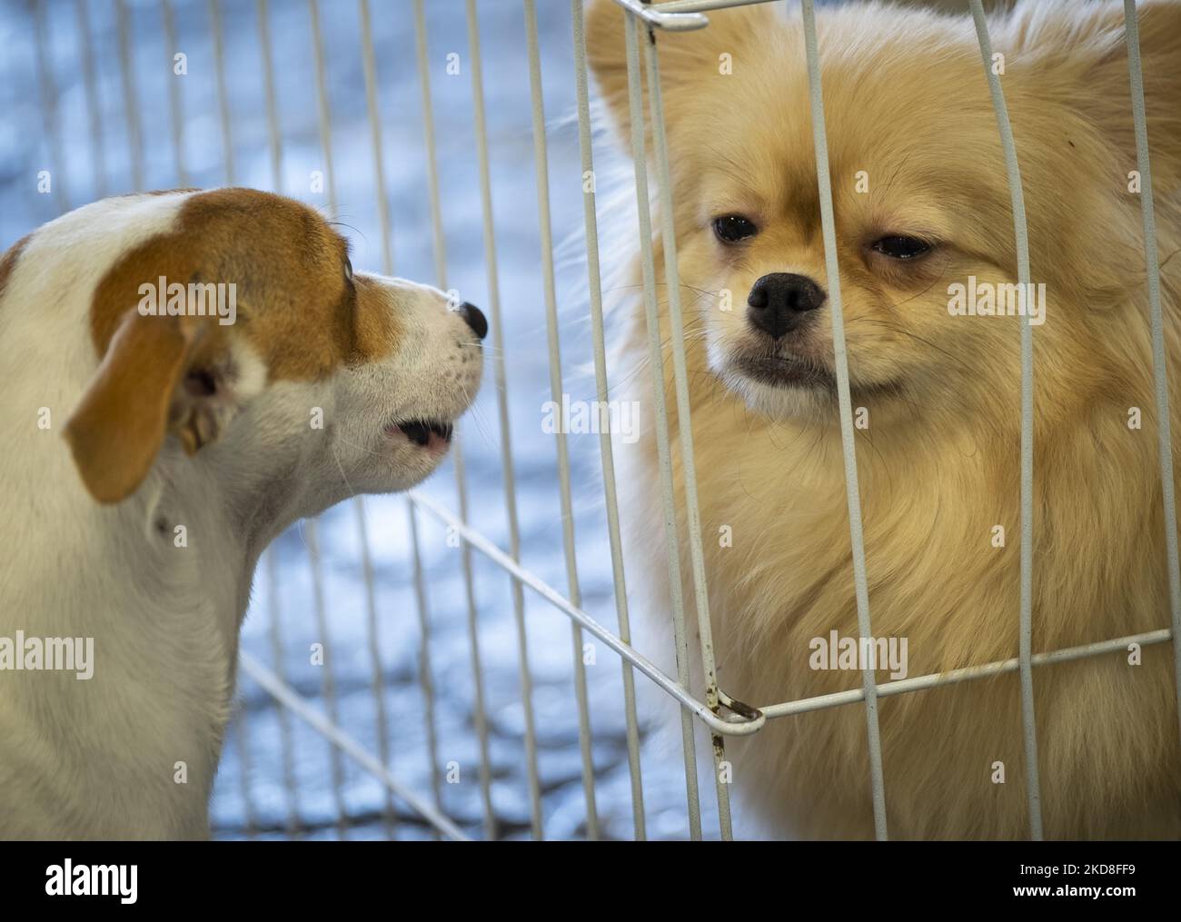 Deux chiots à la boutique Pallapet du centre commercial Palladium dans le nord de Téhéran, 21 avril 2019. Le peuple iranien aime les animaux et croit que les chiens sont les meilleurs amis des humains dans l'histoire ancienne de la Perse. (Photo de Morteza Nikoubazl/NurPhoto) Banque D'Images