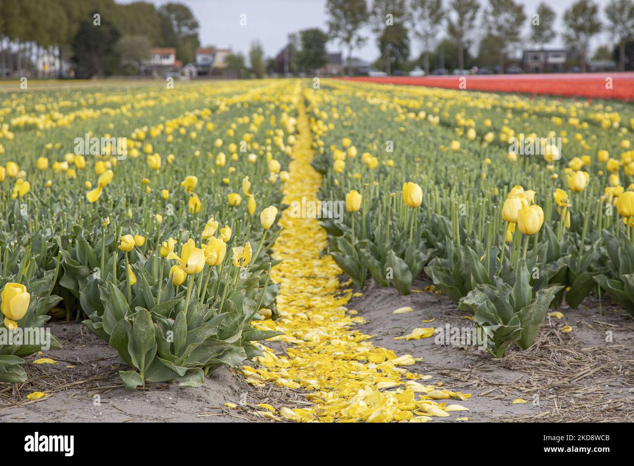 Champ de tulipe jaune après avoir été récolté avec des pétales sur le sol.  La saison magique du printemps hollandais avec les bulbes de fleurs de  tulipe fleurant dans les champs colorés