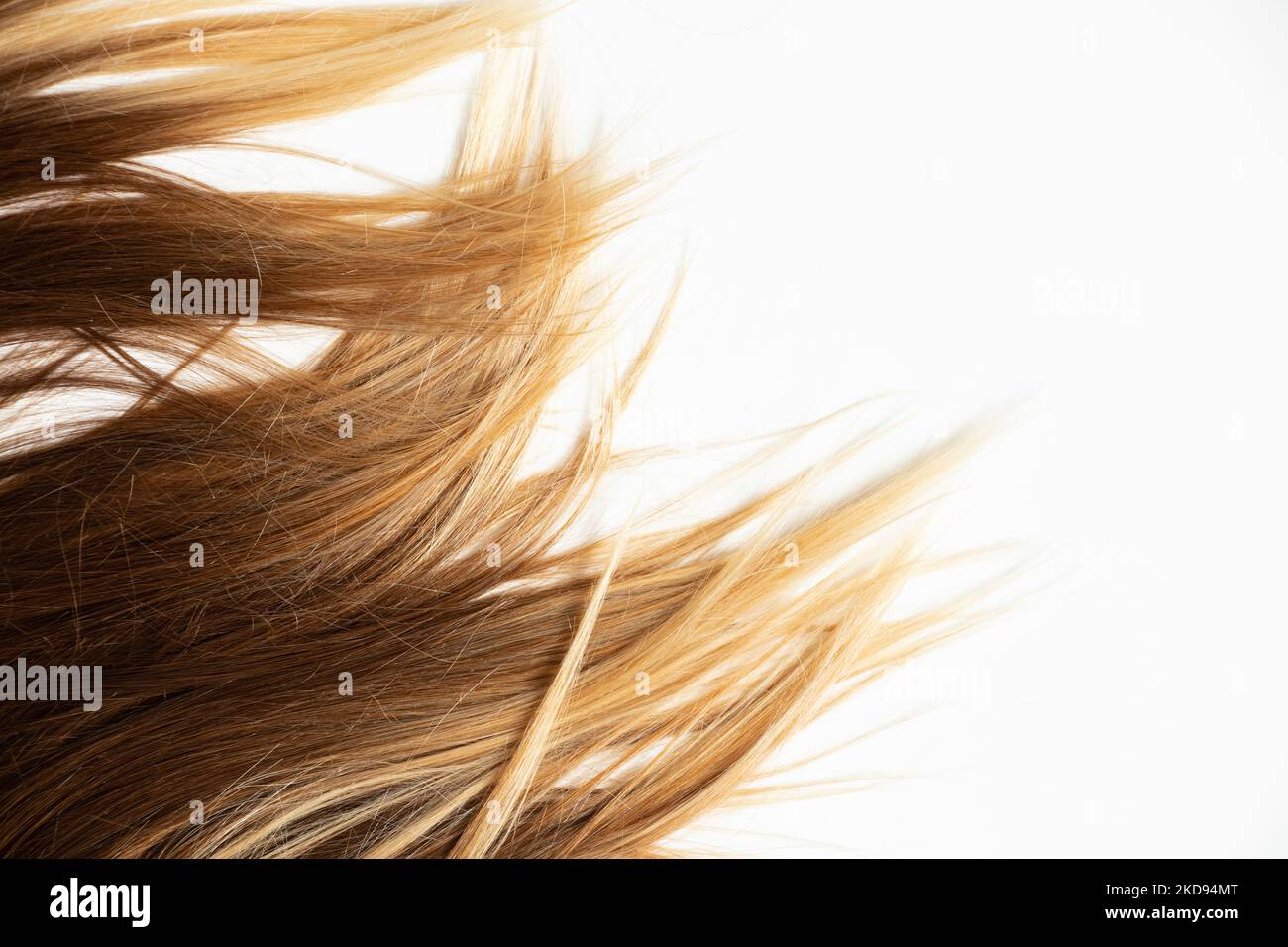 Cheveux teints bruns pour femmes sur fond blanc, beauté et soins des cheveux Banque D'Images