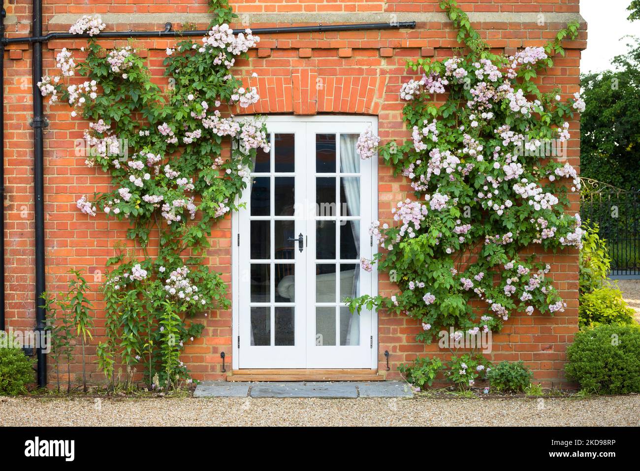 Roses grimpantes poussant sur un mur autour des portes françaises. Extérieur de l'ancienne maison de campagne anglaise, Royaume-Uni Banque D'Images