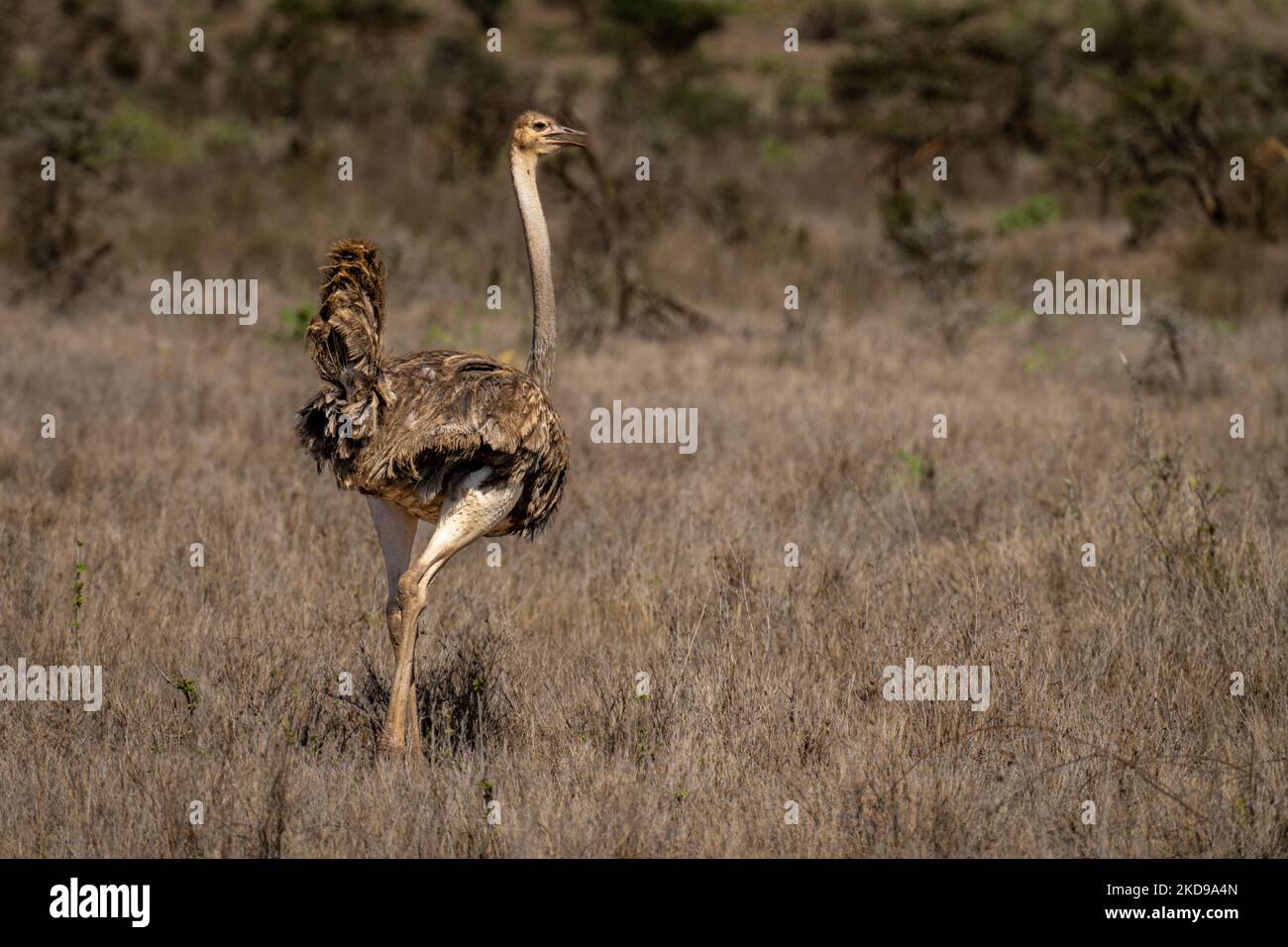 L'autruche commune femelle se tient dans la savane ensoleillée Banque D'Images