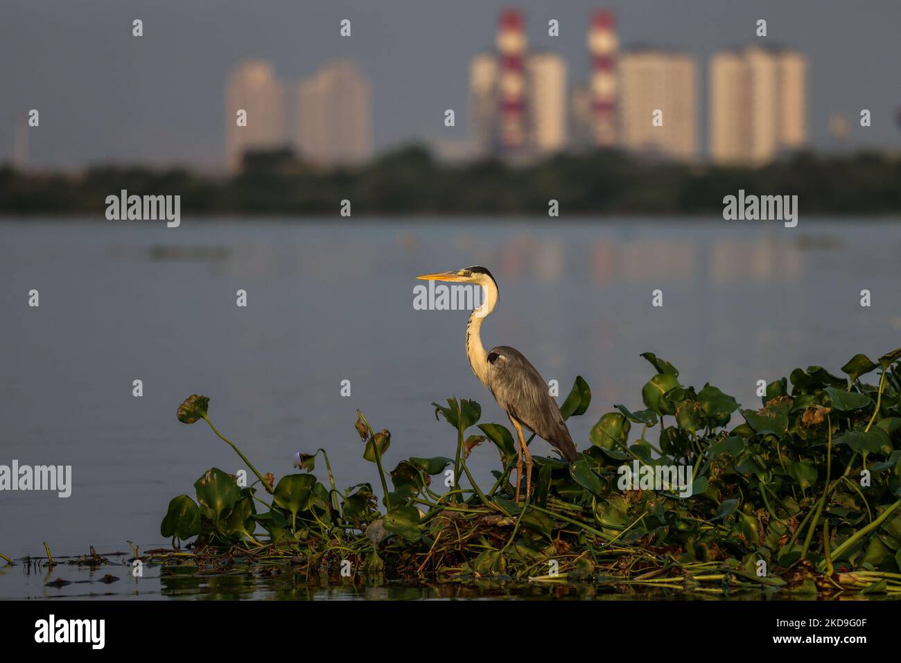 Un oiseau heron (Ardea cinerea), appelé localement cangak abu perches autour de bâtiments élevés sur la côte nord à la forêt protégée de mangrove Angke Kapuk à Jakarta, Indonésie sur 25 août 2021. (Photo de Garry Lotulung/NurPhoto) Banque D'Images