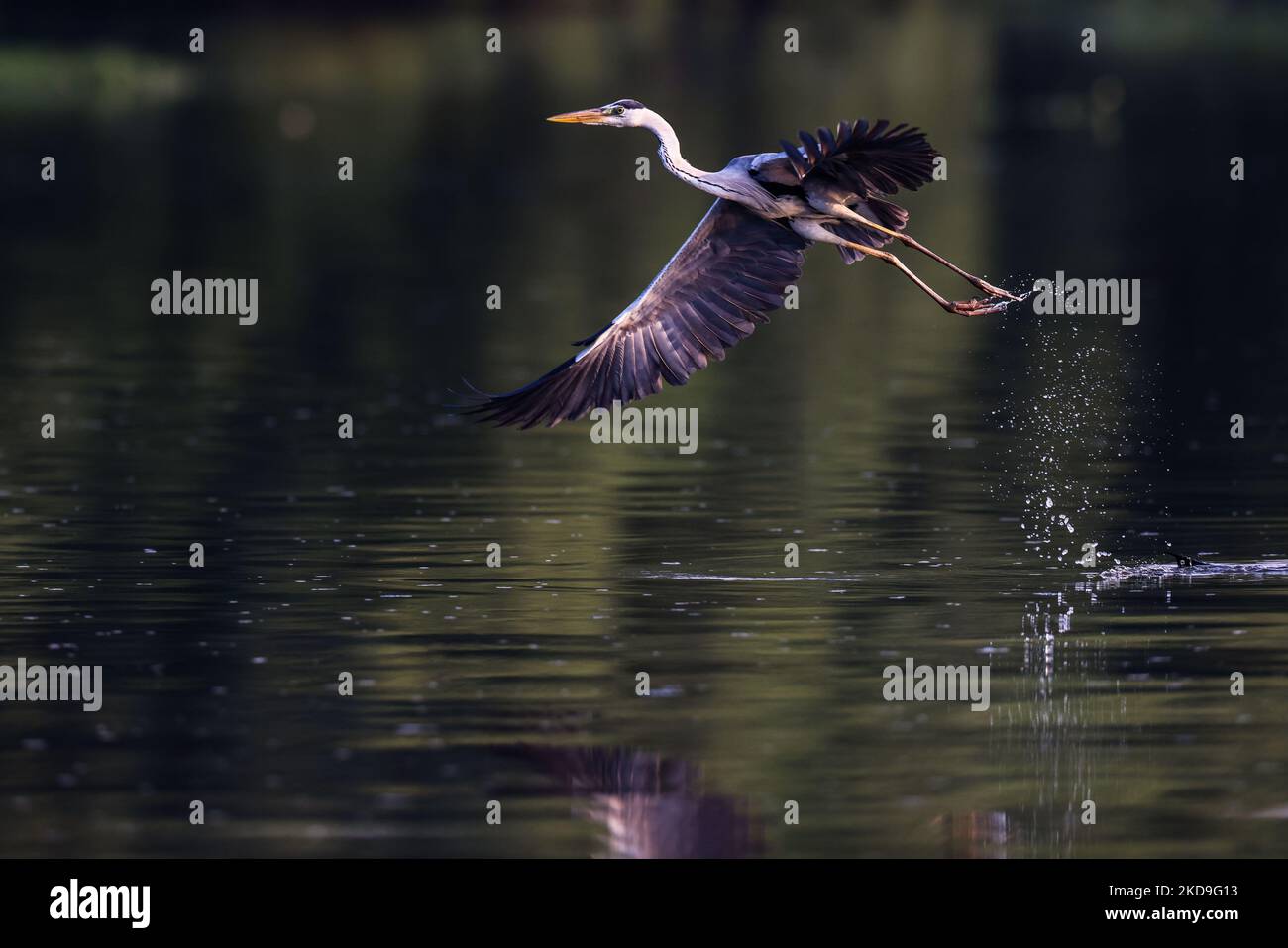 Un oiseau heron (Ardea cinerea), appelé localement cangak abu, éclabousse de l'eau alors qu'il dégoute sur la côte nord de la forêt protégée de mangrove Angke Kapuk à Jakarta, en Indonésie, sur 25 août 2021. (Photo de Garry Lotulung/NurPhoto) Banque D'Images