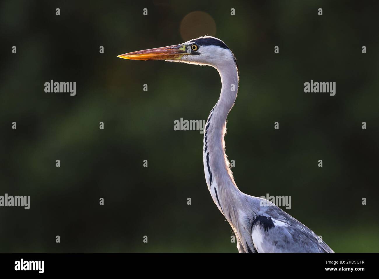 Un oiseau heron (Ardea cinerea), appelé localement cangak abu perches sur la côte nord à la forêt protégée de mangrove Angke Kapuk à Jakarta, en Indonésie, sur 25 août 2021. (Photo de Garry Lotulung/NurPhoto) Banque D'Images