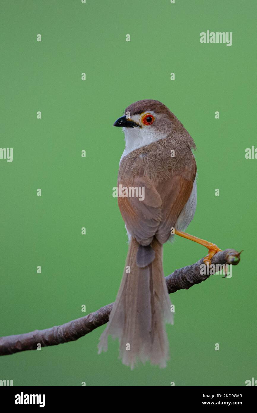 Gros plan vertical d'une babbler du Vieux monde perchée sur une branche sur un fond isolé Banque D'Images