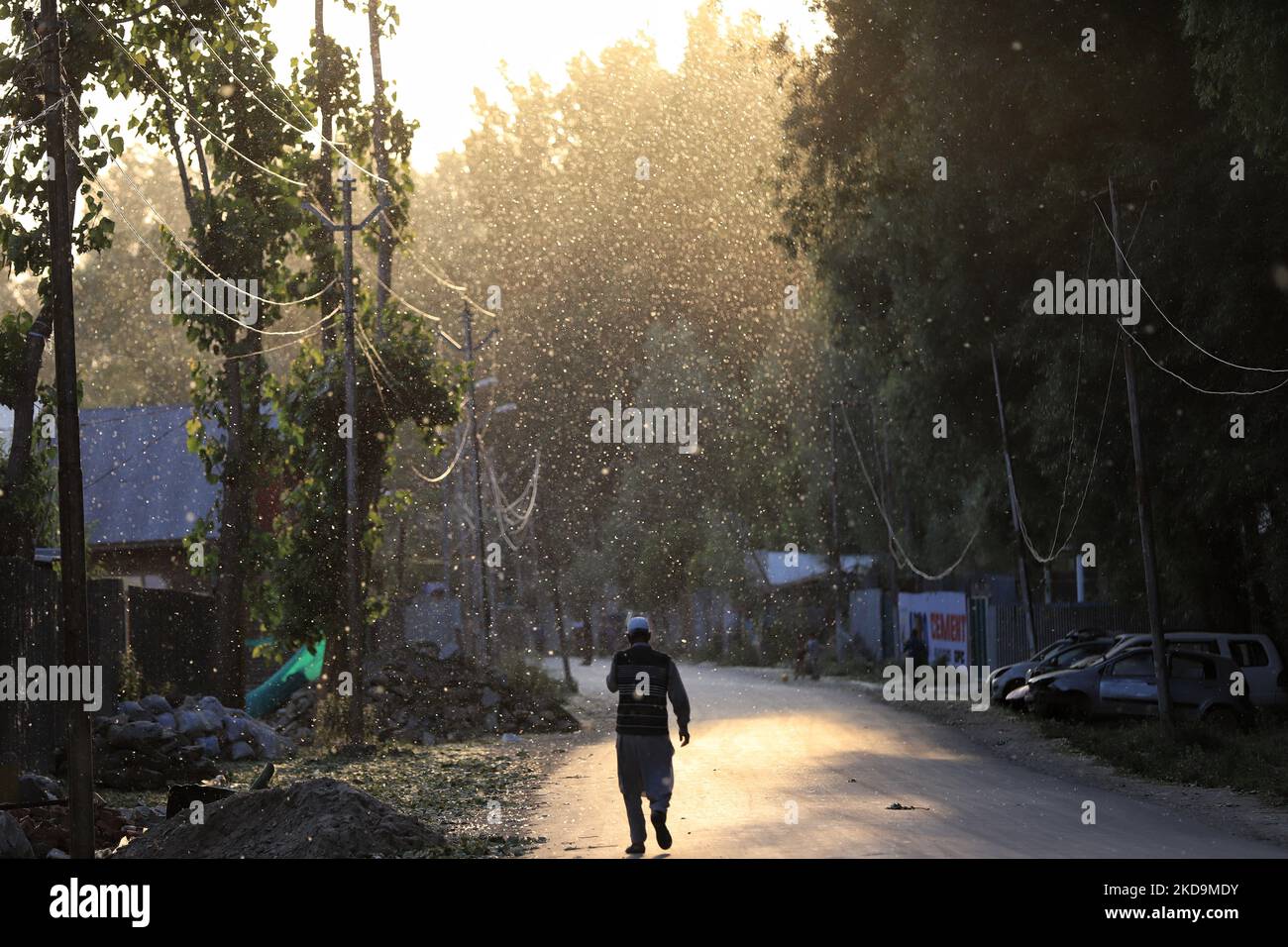 Le 10 mai 2022, un homme marche en brise et transporte des vagues de pollen de peuplier russe féminin frais à Sopore, district de Baramulla Jammu-et-Cachemire en Inde. œPollen l'allergie est un danger saisonnier pour la santé au Cachemire pendant les mois de printemps. Les symptômes vont de l'irritation nasale ou des brûlures, des yeux aqueux et des rougeurs et des éruptions cutanées (photo de Nasir Kachroo/NurPhoto) Banque D'Images