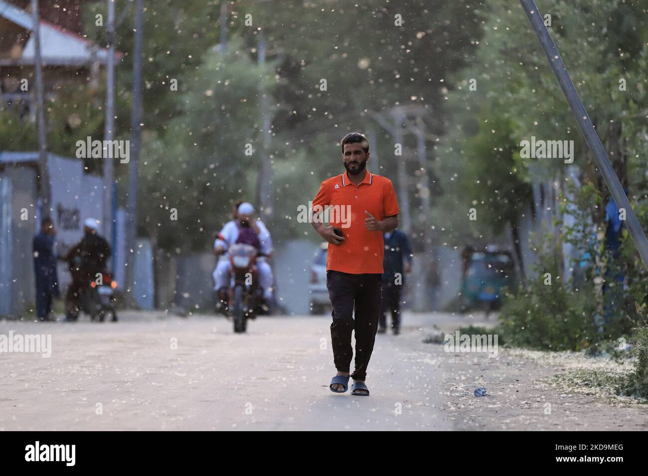 Le 10 mai 2022, un homme marche en brise et transporte des vagues de pollen de peuplier russe féminin frais à Sopore, district de Baramulla Jammu-et-Cachemire en Inde. œPollen l'allergie est un danger saisonnier pour la santé au Cachemire pendant les mois de printemps. Les symptômes vont de l'irritation nasale ou des brûlures, des yeux aqueux et des rougeurs et des éruptions cutanées (photo de Nasir Kachroo/NurPhoto) Banque D'Images