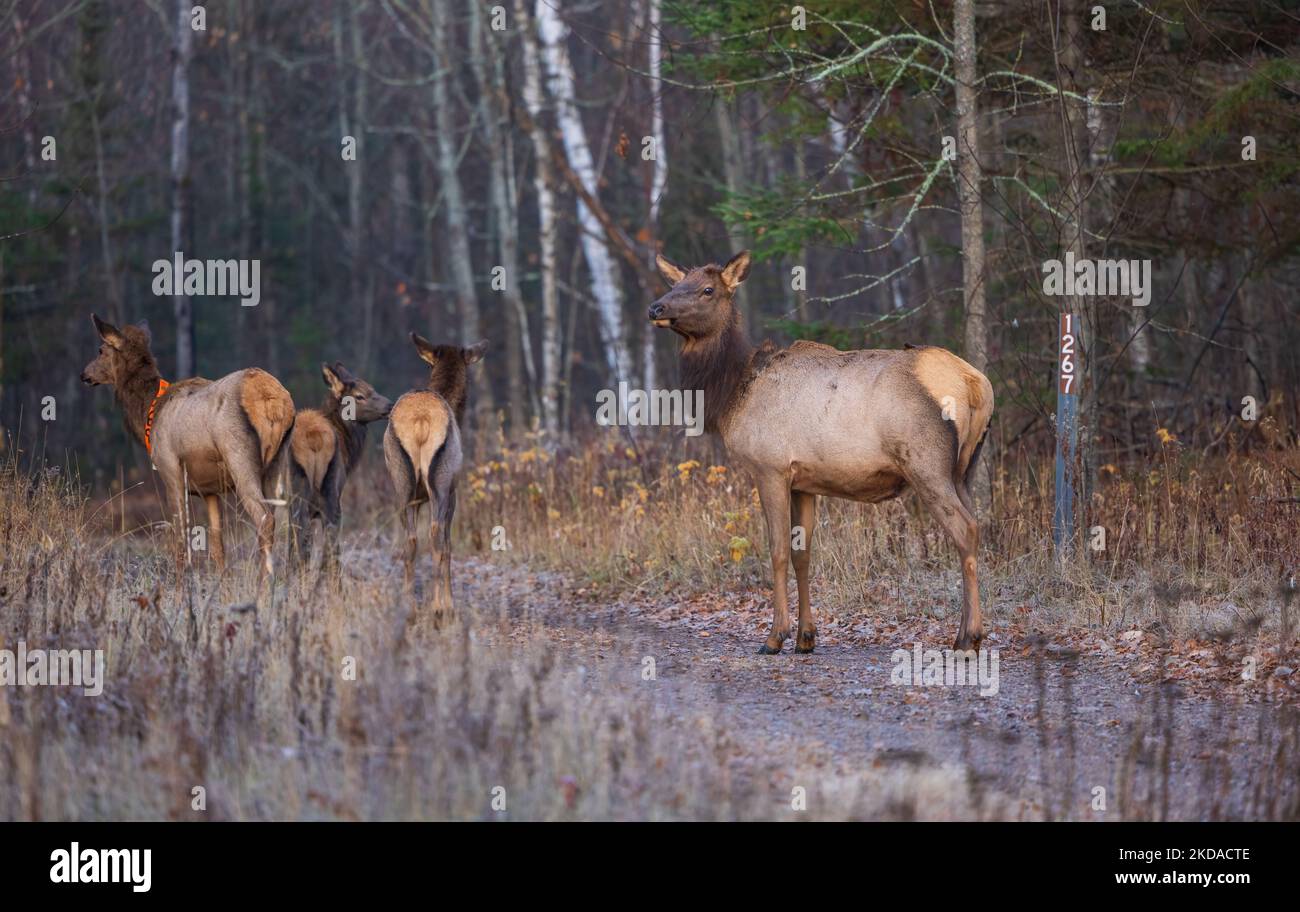 Elk à Clam Lake, Wisconsin. Banque D'Images