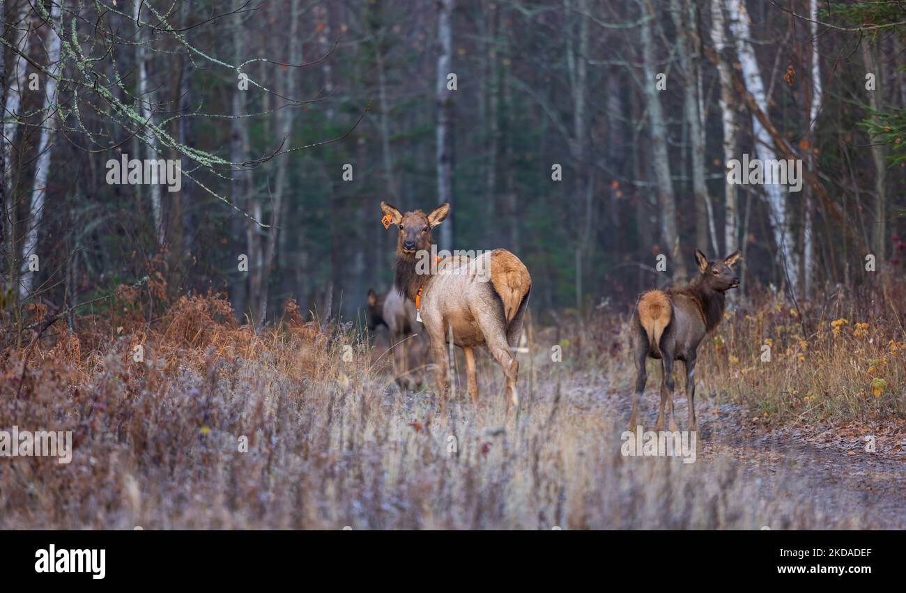 Elk à Clam Lake, Wisconsin. Banque D'Images