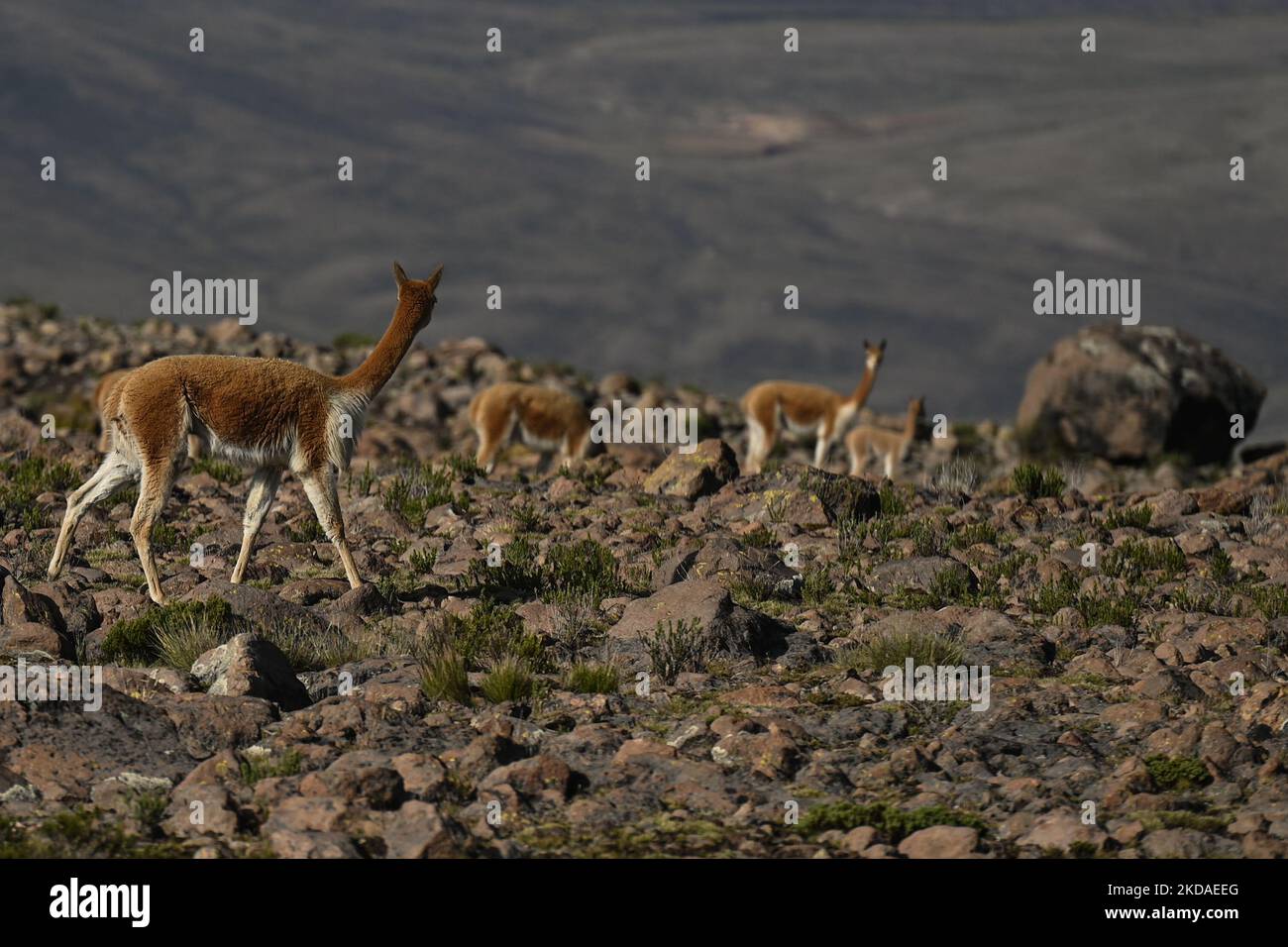 Vicuñas vus à Mirador de los Andes (Angual des Andes) à 4 910 mètres, le long de la route d'Arequipa au Canyon de Colca. Le samedi 9 avril 2022, à Chivay, province de Caylloma, Département d'Arequipa, Pérou. (Photo par Artur Widak/NurPhoto) Banque D'Images