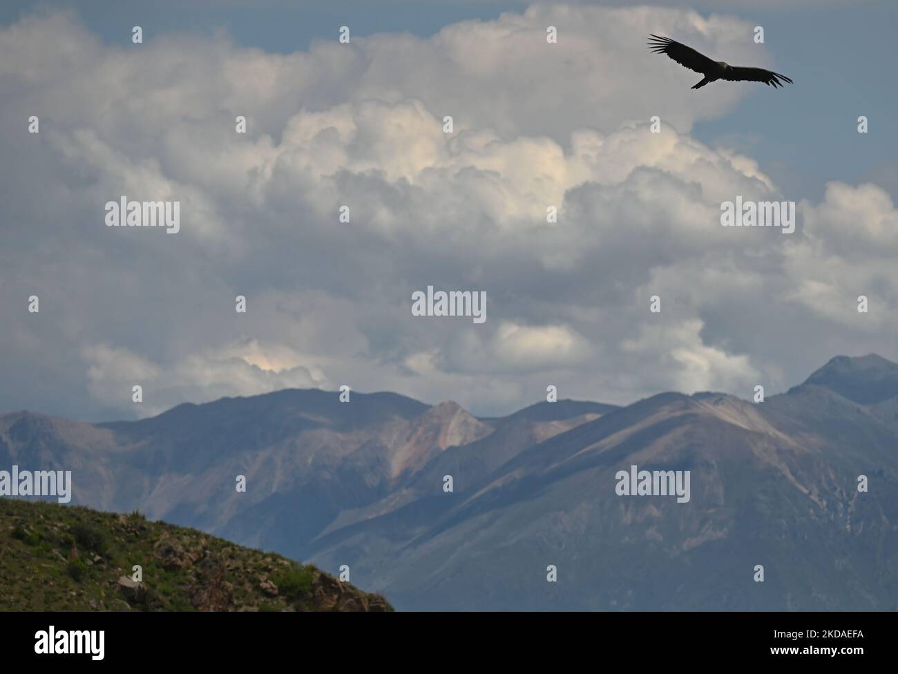 Le condor andin s'évertue sur le canyon de Colca, dans le sud du Pérou, le samedi 9 avril 2022, à Chivay, province de Caylloma, Département d'Arequipa, Pérou. (Photo par Artur Widak/NurPhoto) Banque D'Images