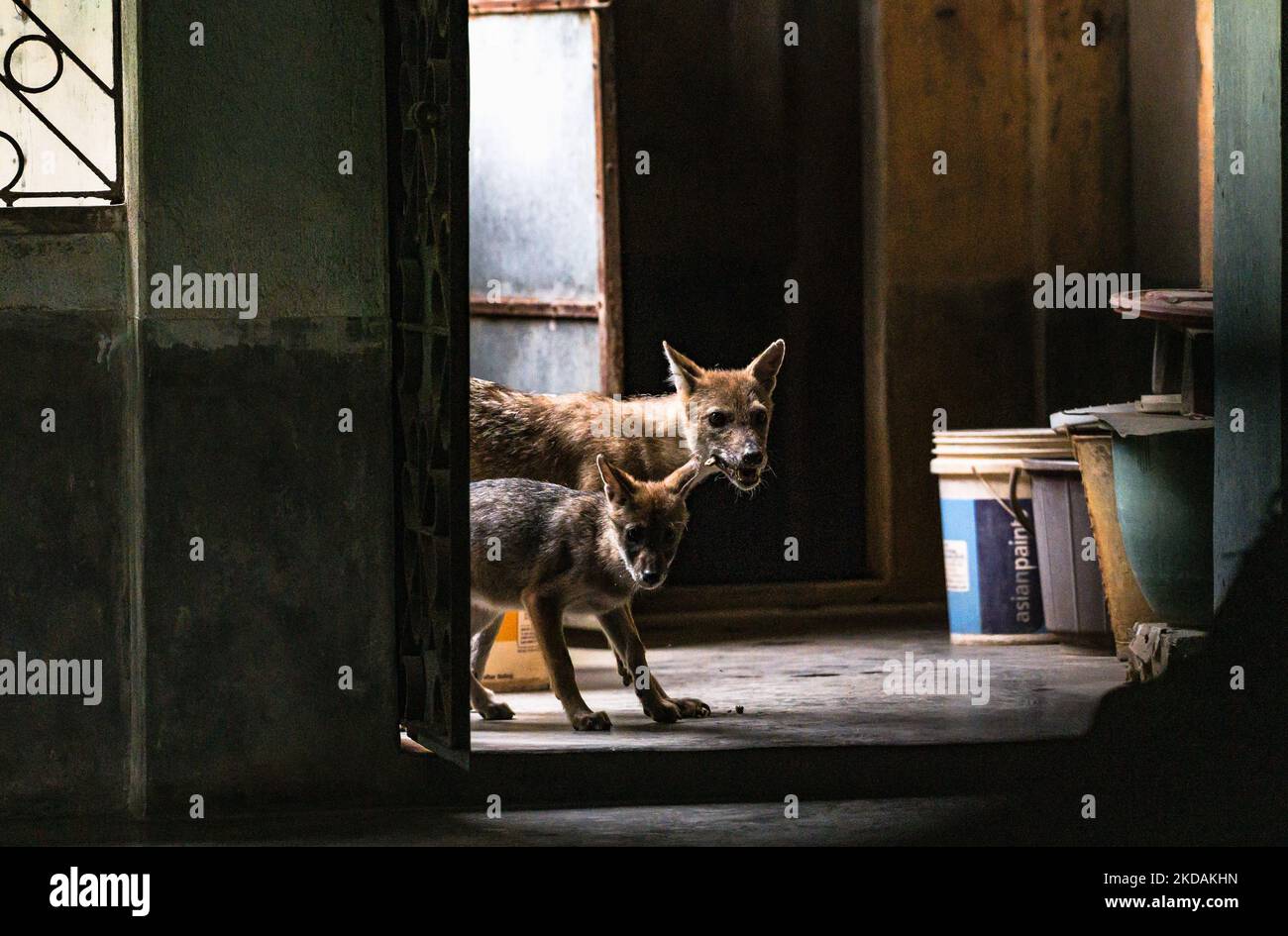 Une mère sauvage de chacals dorés (Canis aureus) et son cub sont entrés dans une maison pour la nourriture à midi. Le bébé a curieusement reniflé toutes les choses à côté de lui essayant d'entrer dans la chambre de la maison et sa mère a immédiatement osé et l'a averti. Cette photo a été prise avant la Journée internationale de la diversité biologique 2022 à Tehatta, Bengale-Occidental; Inde, le 21/05/2022. (Photo de Soumyabrata Roy/NurPhoto) Banque D'Images