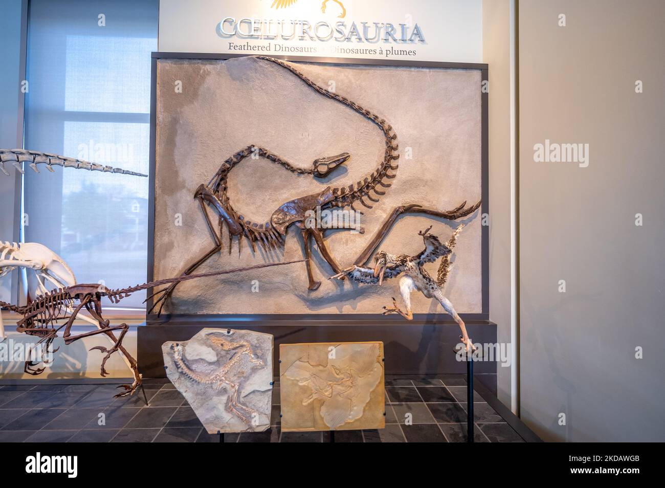 Ottawa (Ontario) - 21 octobre 2022 : exposition de dinosaures et Musée canadien de la nature. Banque D'Images