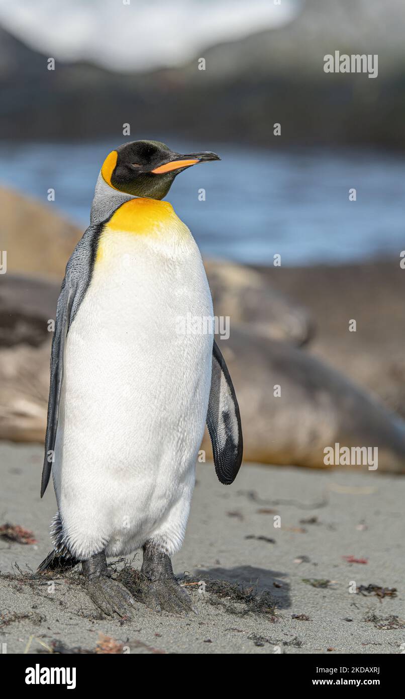 Les manchots roi individuels (APTENODYTES PATAGONICUS) sur la Géorgie du Sud sortent de la mer sur la plage Banque D'Images