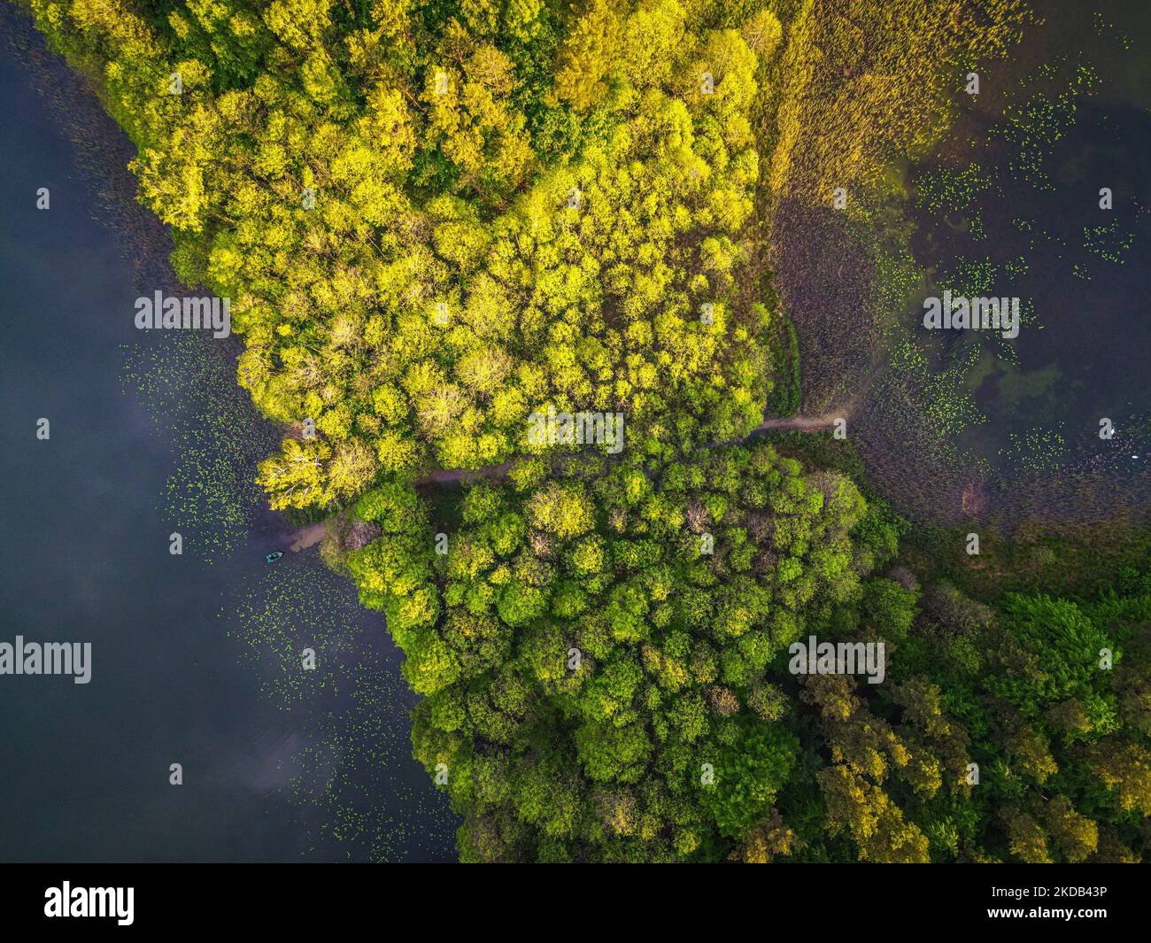 Une vue aérienne des forêts denses de vert jaunâtre sur les rives du lac à Kaszuby, en Pologne Banque D'Images Une vue aérienne des forêts denses de vert jaunâtre sur les rives du lac à Kaszuby, en Pologne Banque D'Images