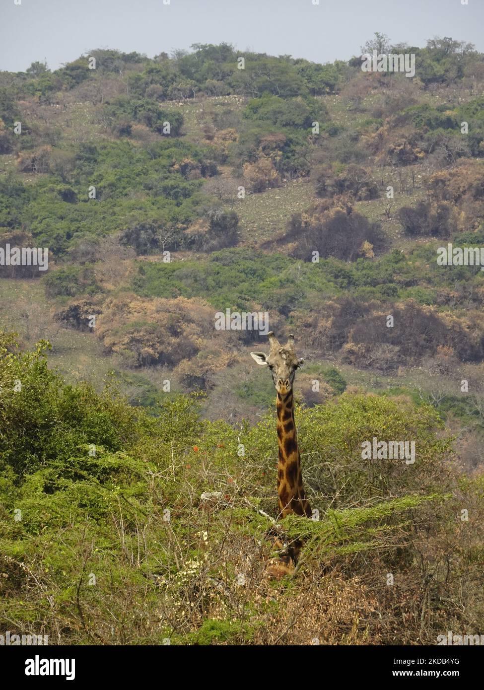 Parc national d'Akagera, Rwanda, 26th août 2022 Une girafe ÒtowerÓ, dans la brousse du parc national d'Akagera, Rwanda. Banque D'Images