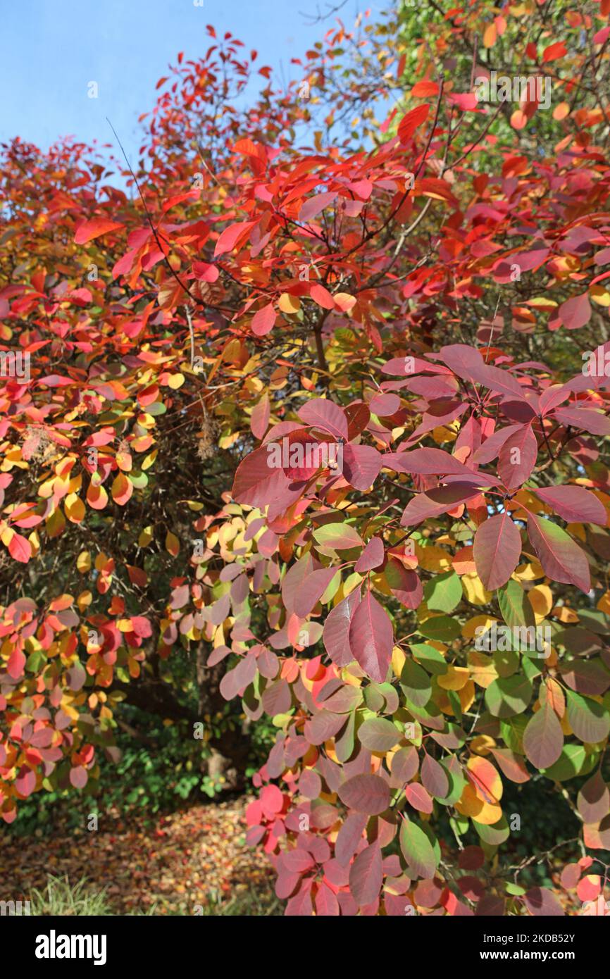 Les couleurs d'automne du Cotinus coggygria, ou arbre fumé. Banque D'Images