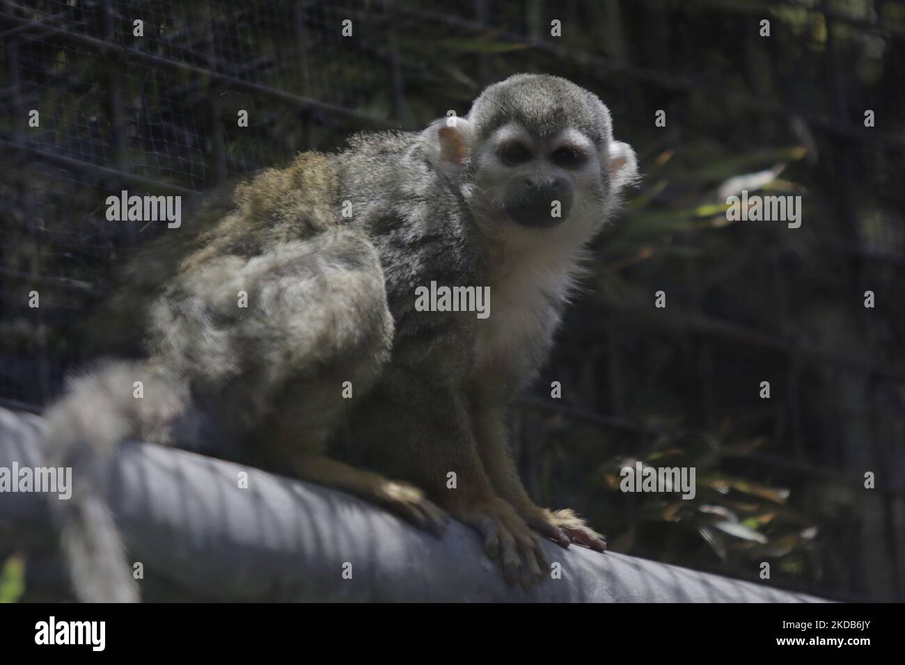 Un singe capucin à l'intérieur du zoo de Chapultepec à Mexico. Ce week-end, Hugo Lopez-Gatell Ramirez, sous-secrétaire à la prévention et à la promotion de la santé au Mexique, a confirmé le premier cas importé de variole dans le pays. Le cas est un homme de 50 ans, résident permanent de la ville de New York, qui a probablement été infecté aux pays-Bas et qui est traité à Mexico. (Photo de Gerardo Vieyra/NurPhoto) Banque D'Images