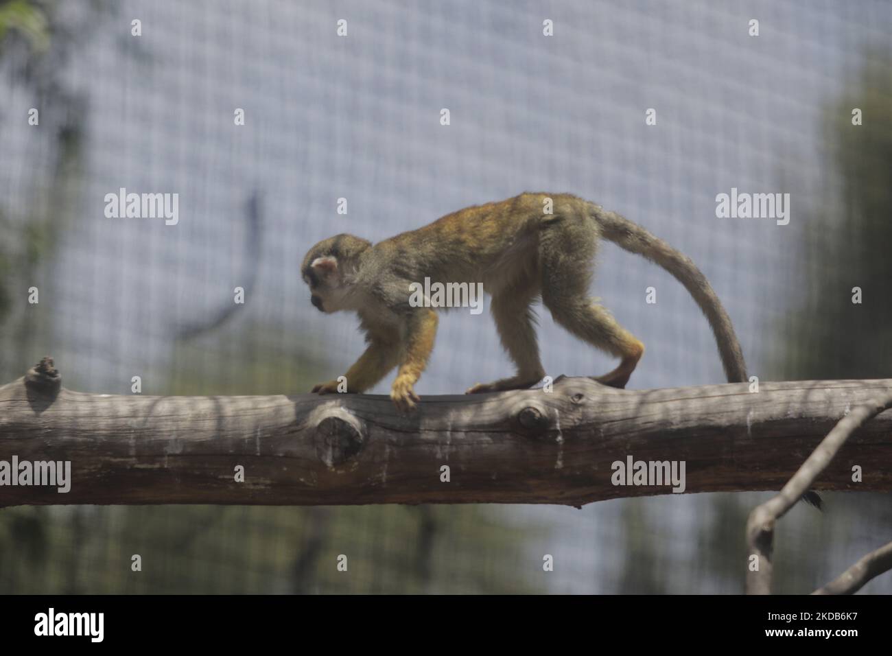 Un singe capucin sur une branche à l'intérieur du zoo de Chapultepec à Mexico. Ce week-end, Hugo Lopez-Gatell Ramirez, sous-secrétaire à la prévention et à la promotion de la santé au Mexique, a confirmé le premier cas importé de variole dans le pays. Le cas est un homme de 50 ans, résident permanent de la ville de New York, qui a probablement été infecté aux pays-Bas et qui est traité à Mexico. (Photo de Gerardo Vieyra/NurPhoto) Banque D'Images