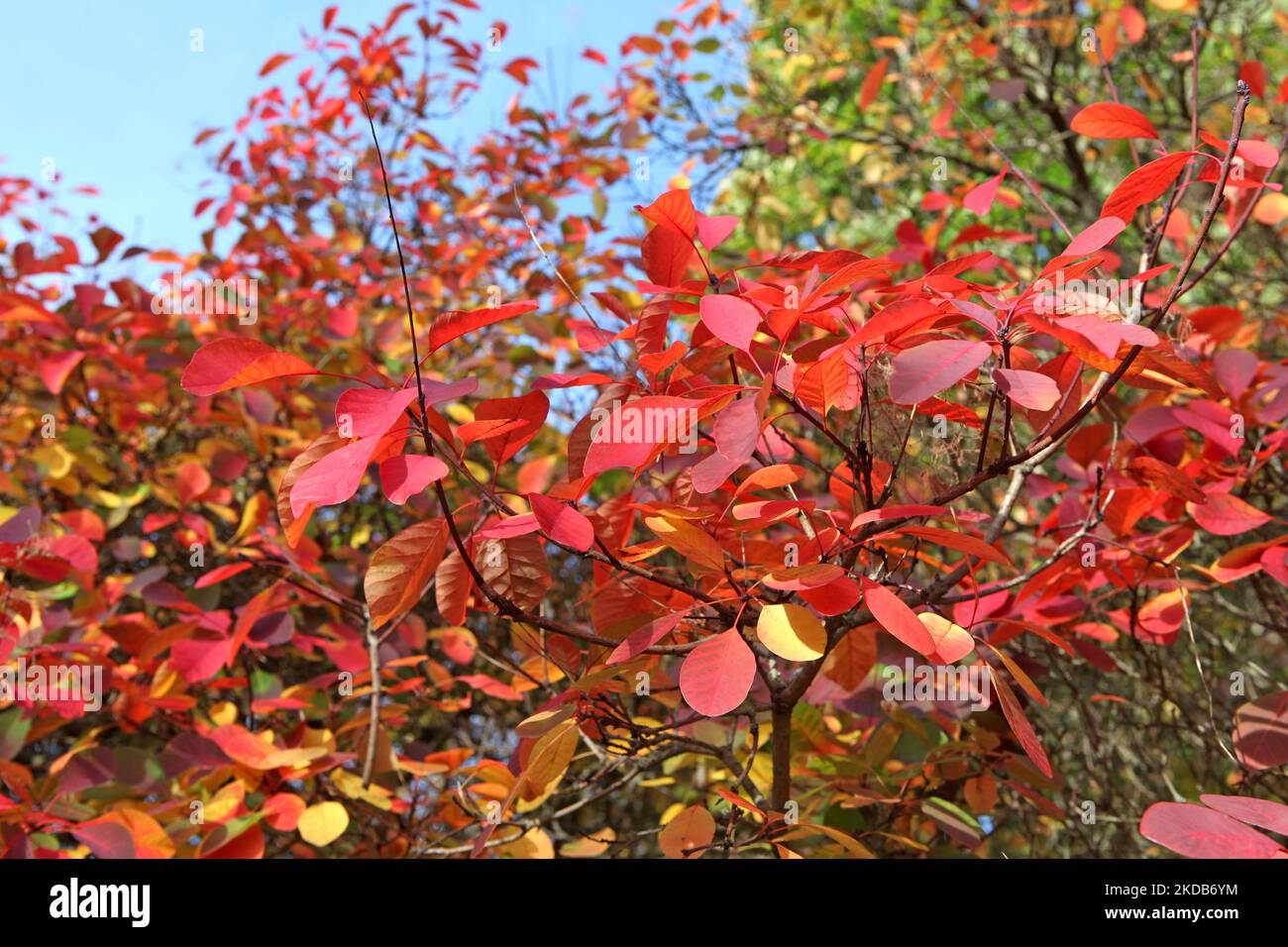 Les couleurs d'automne du Cotinus coggygria, ou arbre fumé. Banque D'Images