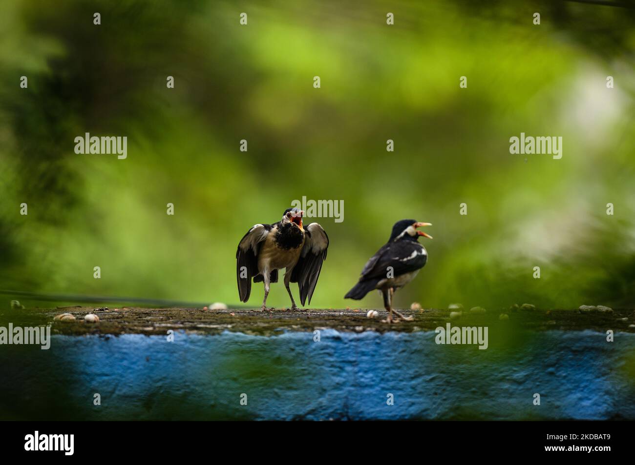 La myna à pied indien (Gratupica contra) est une espèce d'étoiles qui est légèrement timide de la myna commune et qui évite de se rapprocher des humains, que l'on trouve dans le sous-continent indien. Les mâles et les femelles sont semblables dans le plumage, mais les jeunes oiseaux ont le brun foncé au lieu du noir. Les deux parents nourrissent les poussins jusqu'à ce qu'ils s'enfument. Cet oiseau a fait leurs nids dans une masse de paille libre formée sur un grand arbre. Cette photo a été prise à Tehatta, Bengale-Occidental; Inde le 01/06/2022. (Photo de Soumyabrata Roy/NurPhoto) Banque D'Images