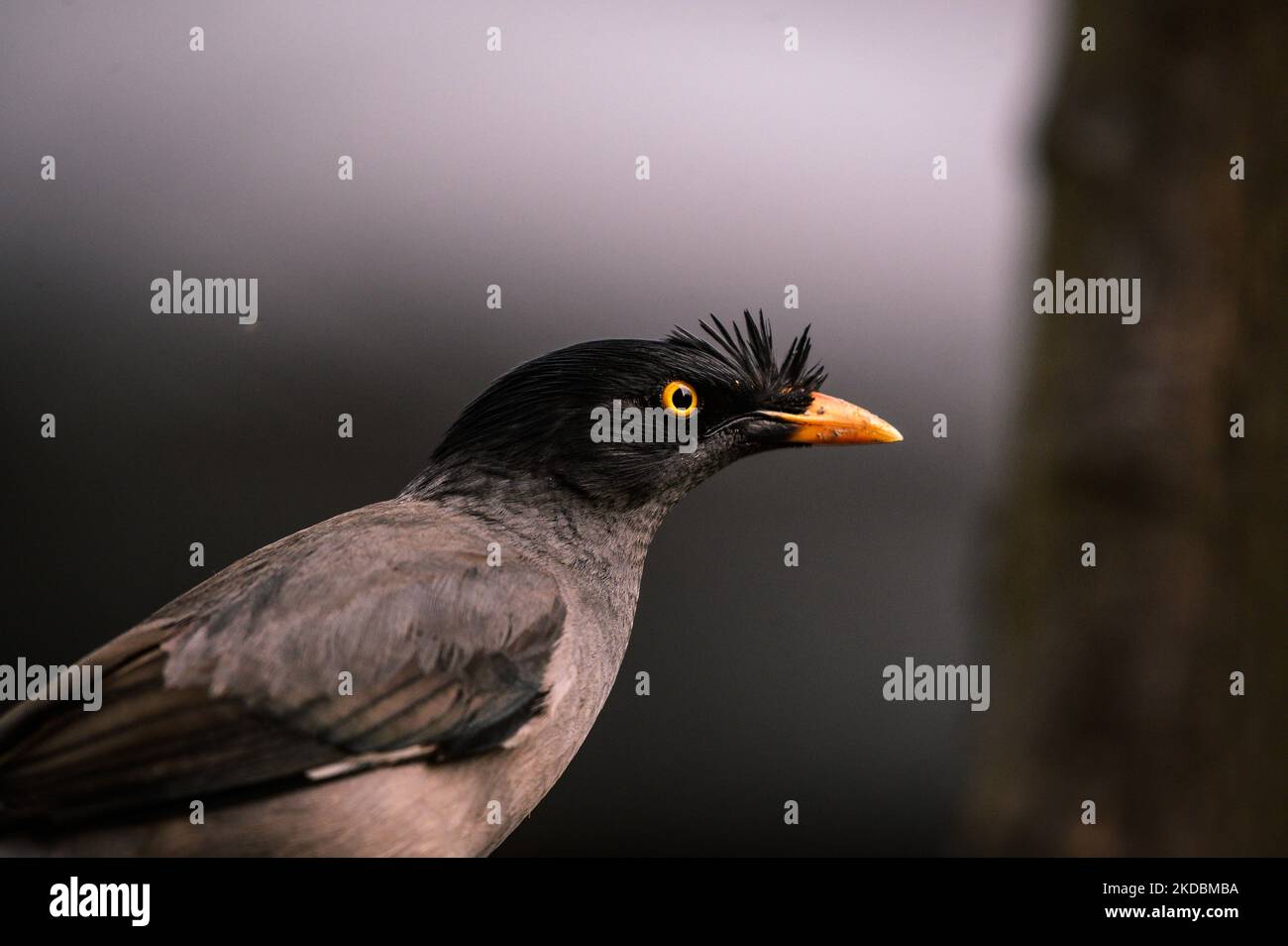 La myna de la jungle (Acridotheres fuscus) est une myna, un membre de la famille étoilée. Le bec supérieur d'une myna s'est brisé à cause des combats de Tehatta, Bengale-Occidental; Inde le 04/06/2022. (Photo de Soumyabrata Roy/NurPhoto) Banque D'Images