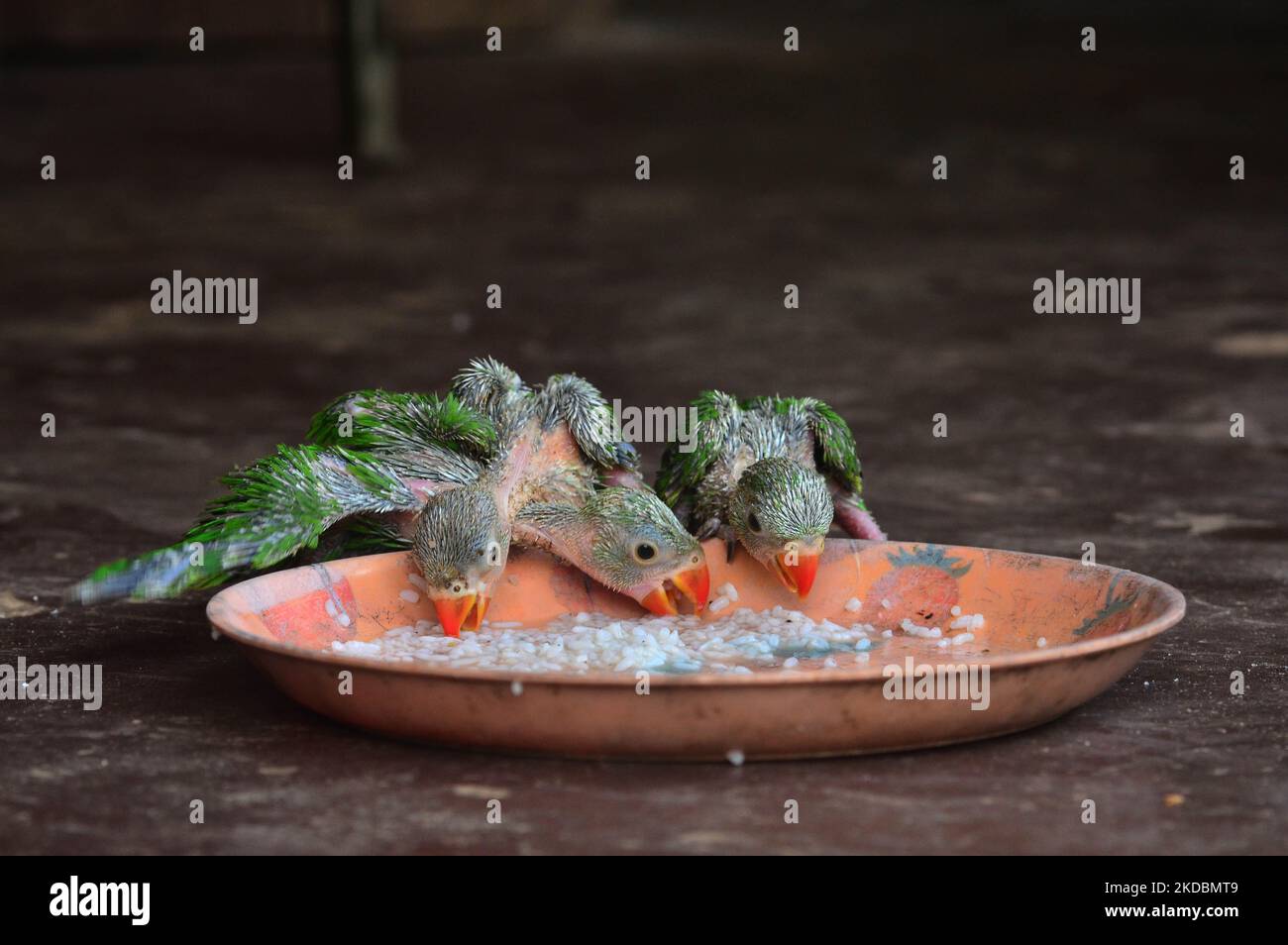 Les perroquets vieux de plusieurs semaines proposent de la nourriture dans une assiette dans une réserve privée en tant qu'animaux de compagnie à Dimapur, dans l'État du Nagaland, au nord-est de l'Inde, le mardi 07 juin 2022, après avoir été achetés de l'État voisin Assam. Les espèces sauvages de tous types sont fréquemment chassées soit pour la consommation, soit pour la vente aux résidents de l'Inde. (Photo de Caisii Mao/NurPhoto) Banque D'Images