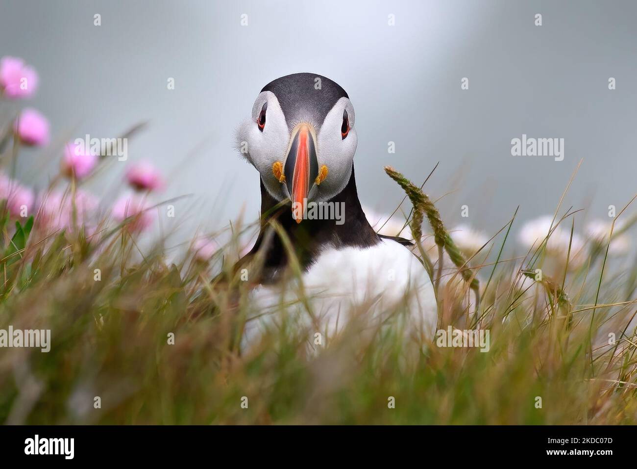 Puffin photographié à la réserve naturelle de Bempton Cliffs, à Bridlington, dans le Yorkshire de l'est, le samedi 4th juin 2022. (Photo de Jon Hobley/MI News/NurPhoto) Banque D'Images