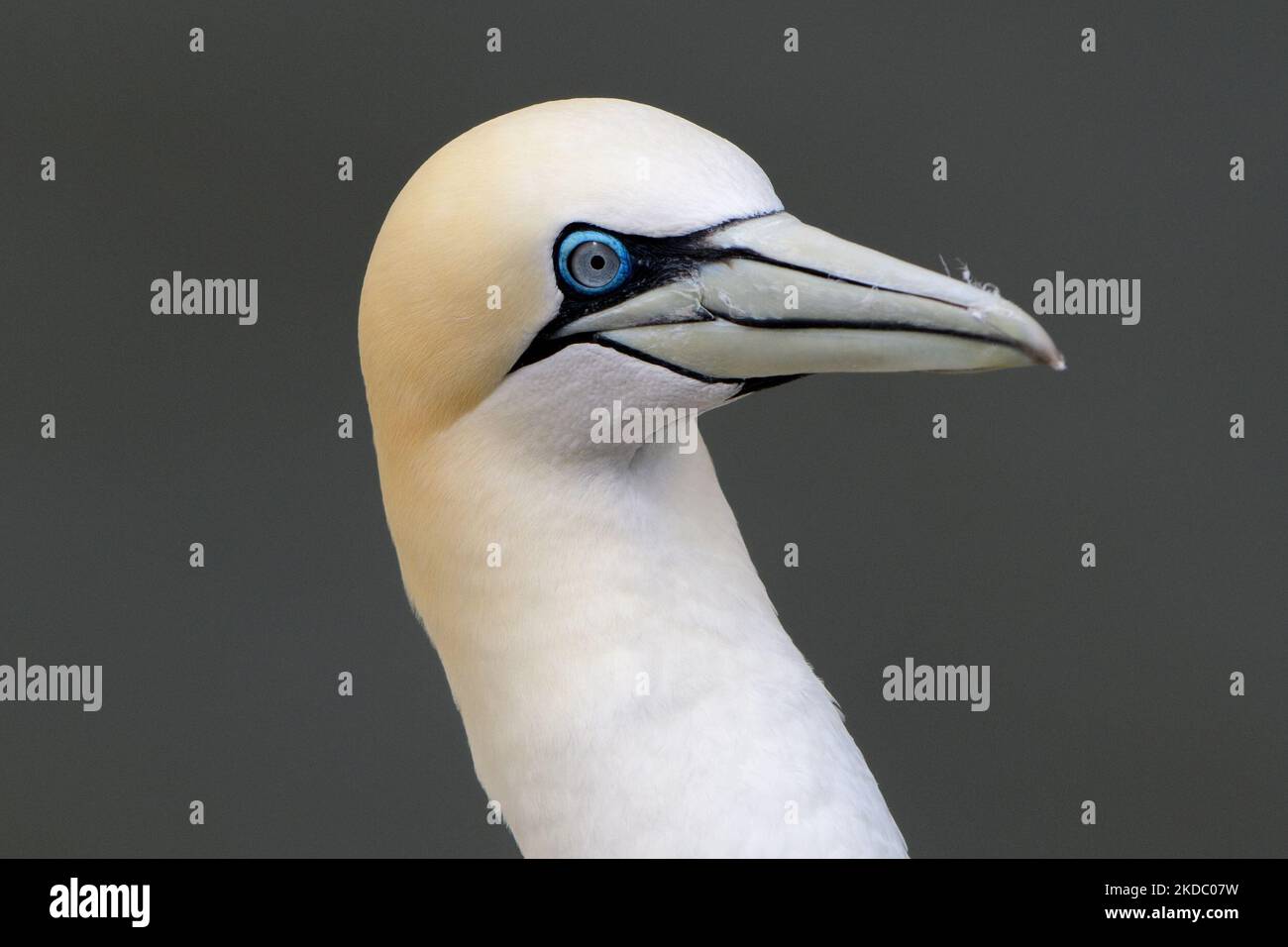 Photo détaillée d'un gantet photographié dans la réserve naturelle de RSPB Bempton Cliffs, Bridlington, East Yorkshire, le samedi 4th juin 2022. (Photo de Jon Hobley/MI News/NurPhoto) Banque D'Images