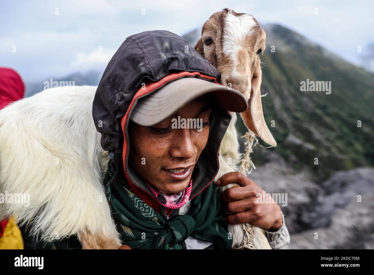 Un Tenggerese porte des chèvres comme offrandes pendant le festival Yadnya Kasada au cratère du Mont Bromo sur 16 juin 2022 à Probolinggo, province de Java est, Indonésie. Les villageois et les fidèles lancent des offres telles que le bétail et d'autres cultures dans le cratère volcanique du Mont Bromo pour remercier les dieux hindous pour leur sécurité et leur prospérité. (Photo de Garry Lotulung/NurPhoto) Banque D'Images