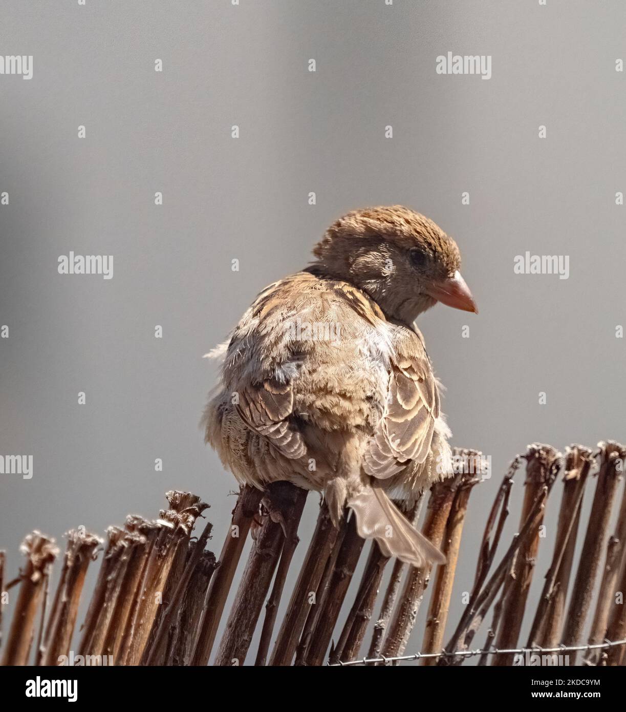 J'ai des étincelles sur mon balcon en été à Jena Banque D'Images