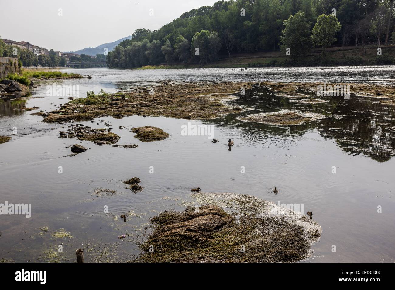 La pénurie d'eau dans la rivière po dans la zone centrale de Turin crée une situation irréelle avec la rivière presque complètement sèche. La pénurie d'eau du fleuve po n'a pas été atténuée par les faibles pluies printanières. Après une période de sécheresse constante, le fleuve po et son bassin ont un débit d'eau inférieur à la moitié de la normale. Les prévisions à long terme n'indiquent pas qu'à court terme, le temps changera avec les précipitations persistantes. La sécheresse n'est pas un phénomène inhabituel, mais la fréquence avec laquelle elle se reproduit au cours des dernières années devient également préoccupante des impacts qu'elle a sur les animaux, la flore, Banque D'Images