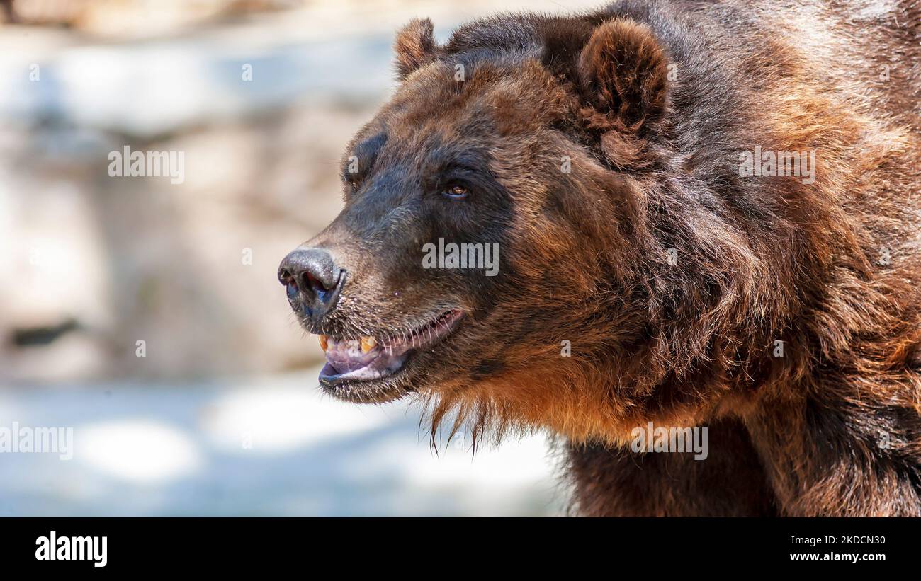 Portrait en gros plan d'un grizzli en voie de disparition, Ursus arctos horribilis, également connu sous le nom d'ours brun nord-américain Banque D'Images