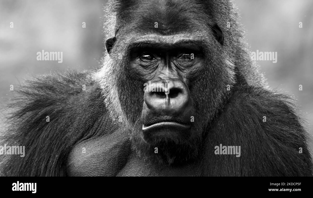 Portrait en gros plan d'un gorille à dos argenté Banque D'Images
