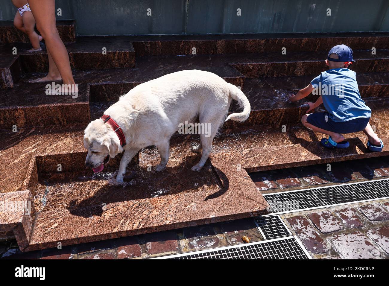 Un chien fait froid dans la faune de Cracovie, en Pologne, le 126 juin 2022. Les masses d'air chaud de toute l'Afrique couvraient la plus grande partie du pays. (Photo de Beata Zawrzel/NurPhoto) Banque D'Images