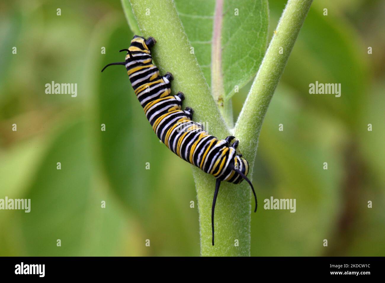 la chenille de papillons monarques (Danaus plexippus) sur une plante de laitoued (Asclepias syriaca) à Markham, Ontario, Canada, on 26 juin 2022. (Photo de Creative Touch Imaging Ltd./NurPhoto) Banque D'Images