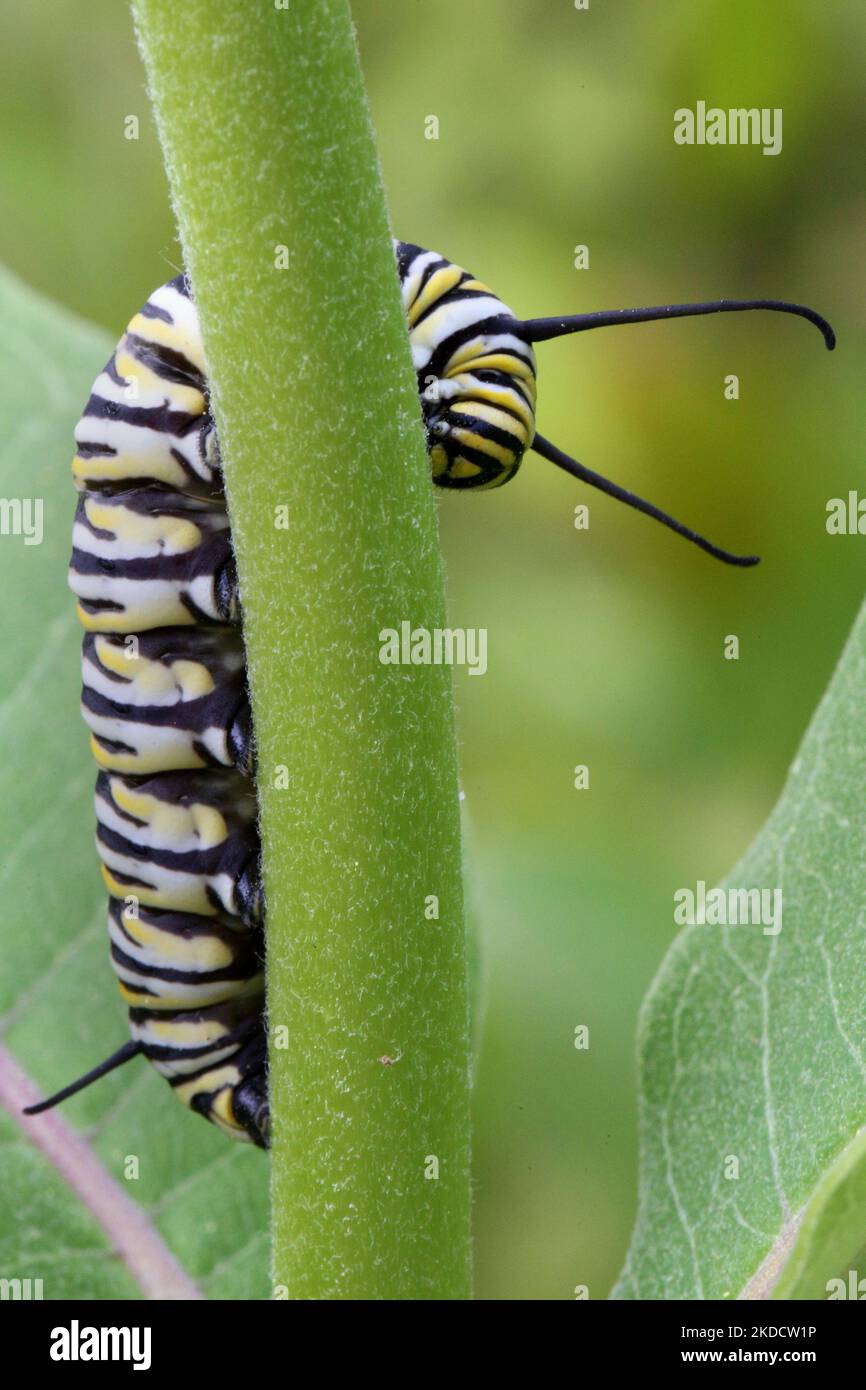 la chenille de papillons monarques (Danaus plexippus) sur une plante de laitoued (Asclepias syriaca) à Markham, Ontario, Canada, on 26 juin 2022. (Photo de Creative Touch Imaging Ltd./NurPhoto) Banque D'Images