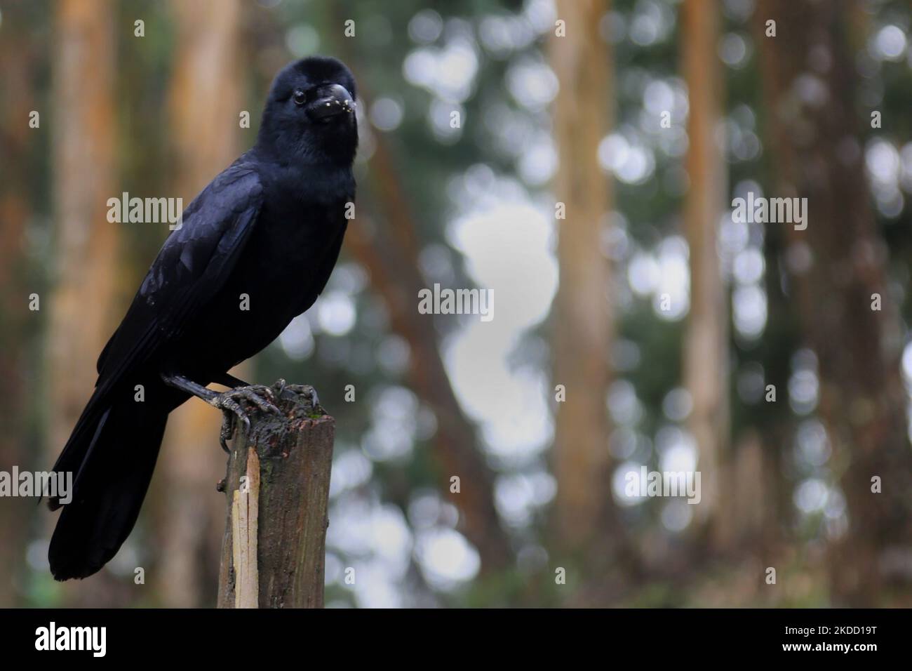 Corbeau de la jungle indienne (Corvus culperatus) à Kodaikanal, Tamil Nadu, en Inde, sur 16 mai 2022. (Photo de Creative Touch Imaging Ltd./NurPhoto) Banque D'Images